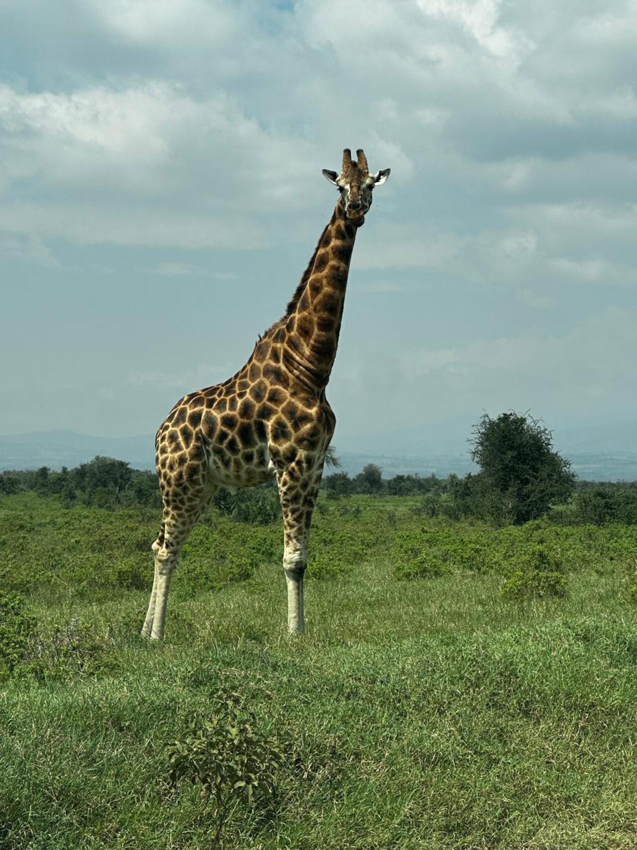 Nairobi National Park 5-Hour Guided Safari