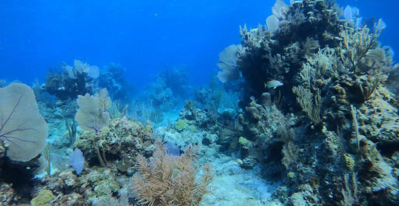 Nassau Powerboat Adventure: Snorkeling, Turtles & Private Beach Club