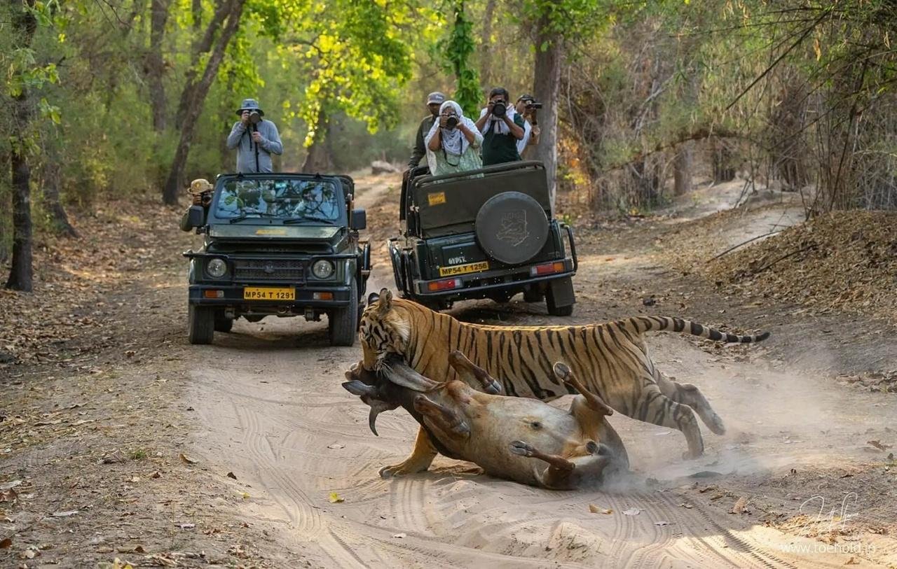 2-Day Ranthambore Tiger Safari from Delhi
