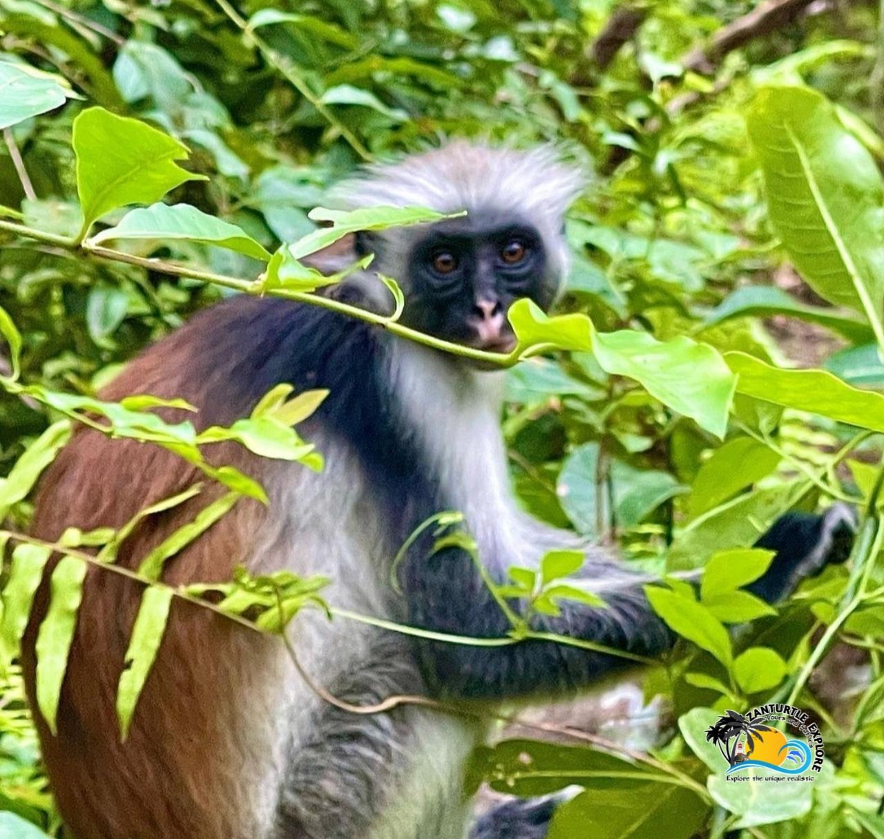 Zanzibar: Jozani Forest, Salaam Cave & The Rock Restaurant Day Tour