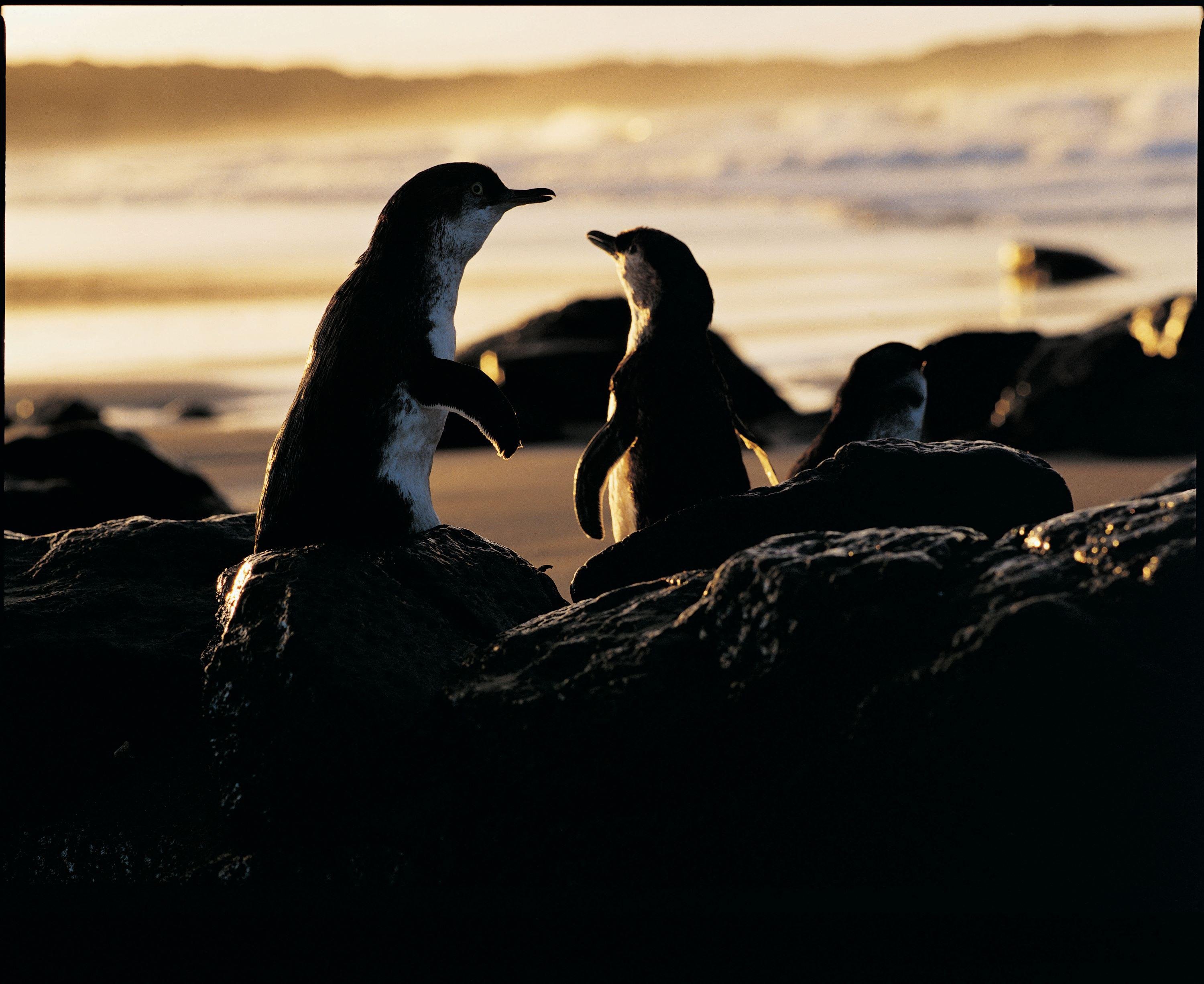 Luxury Phillip Island Penguin Parade & Wildlife Small-Group Tour