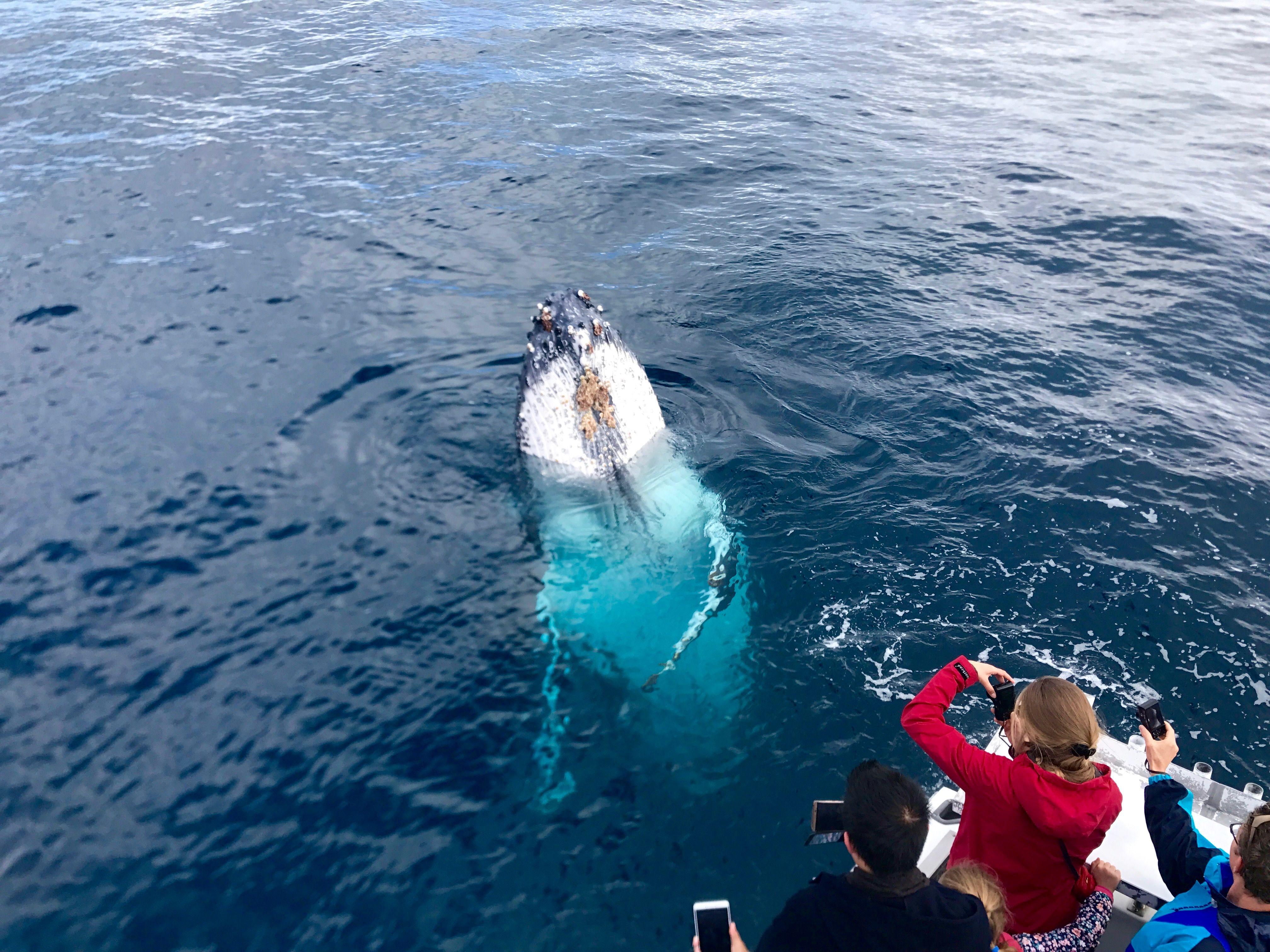 Kalbarri Humpback Whale Watching Experience