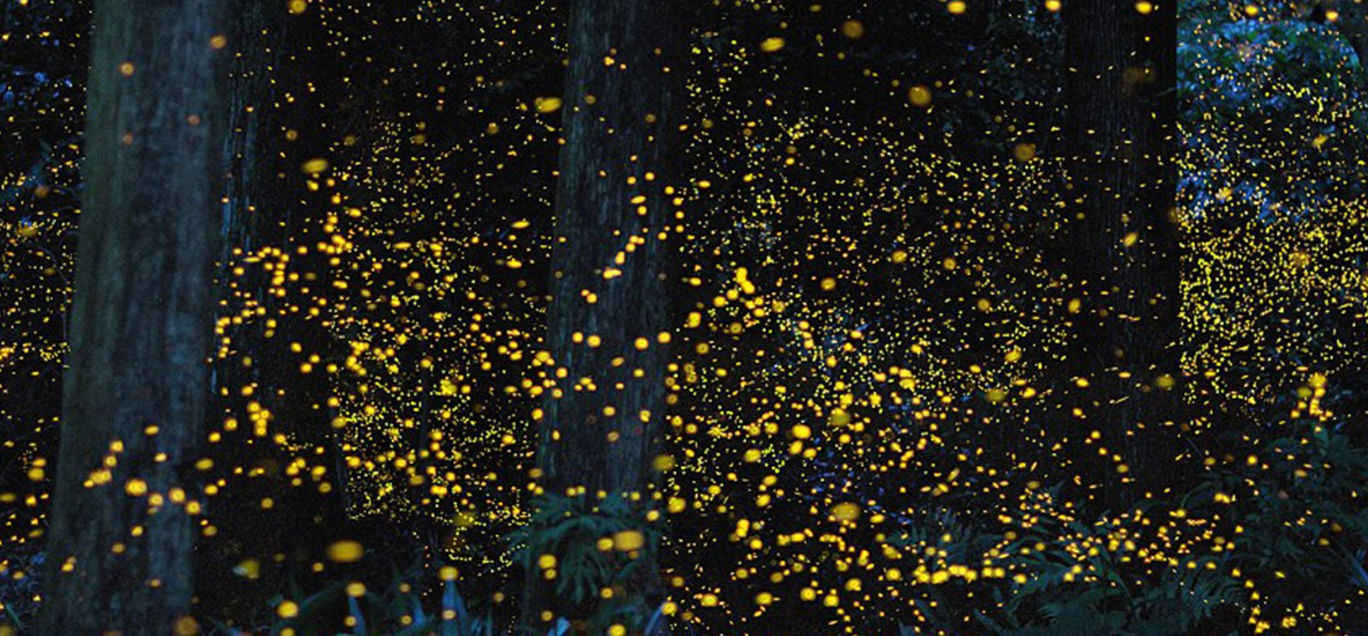 Iwahig River Firefly Watching with Dinner