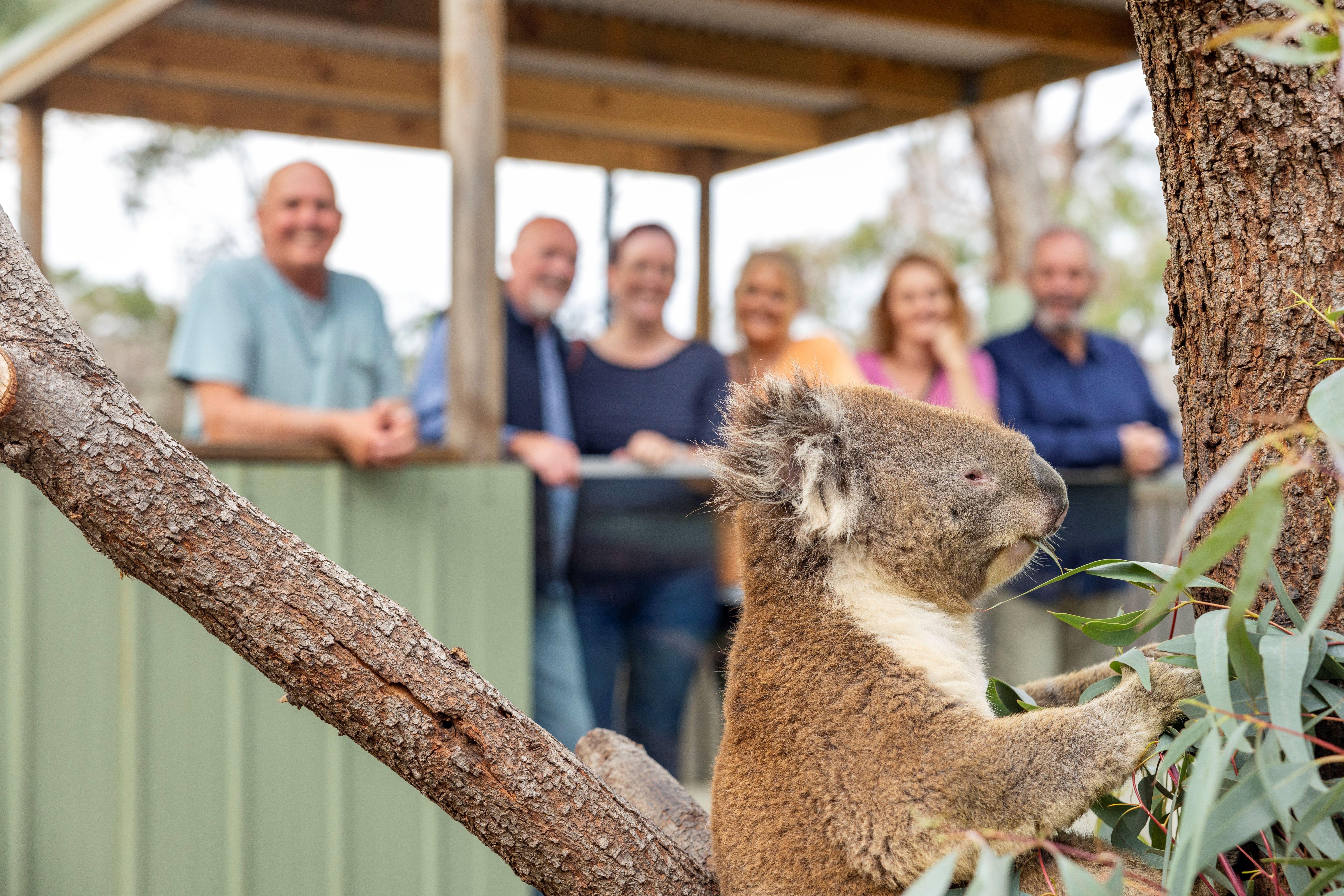 Luxury Phillip Island Penguin Parade & Wildlife Small-Group Tour