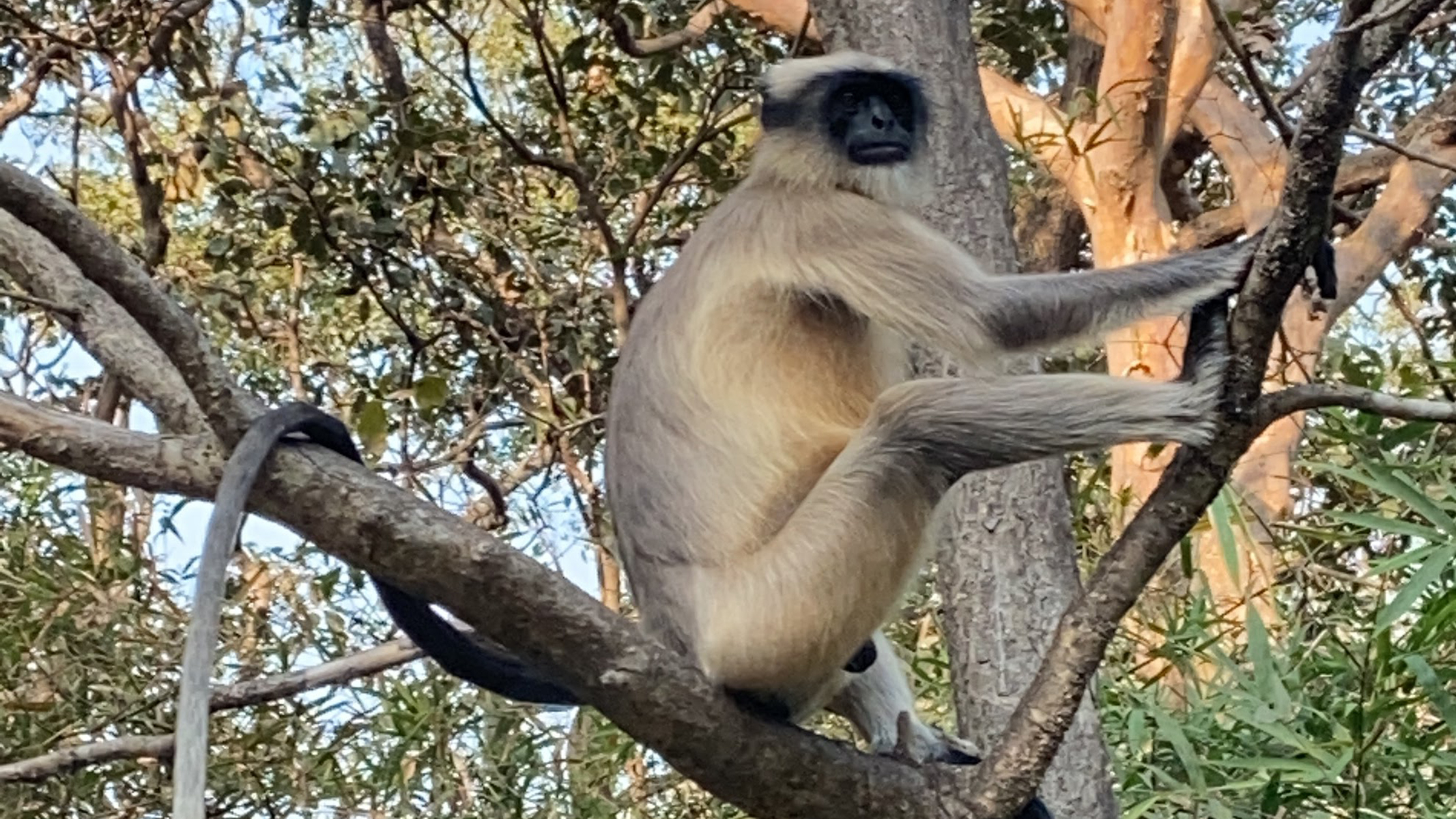 Mumbai: Ancient Kanheri Caves & Golden Pagoda Explorer