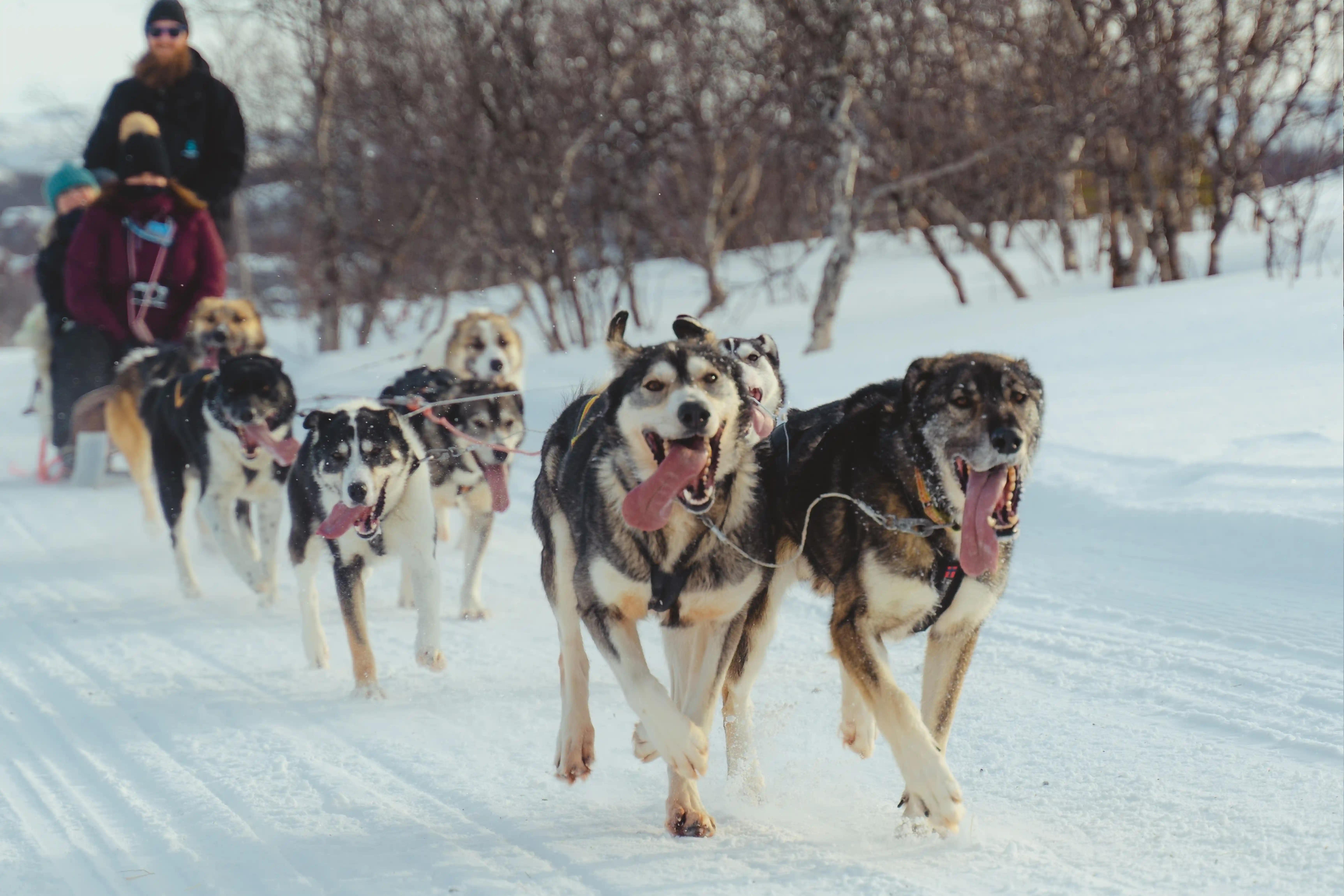 Arctic Husky Sledding Experience