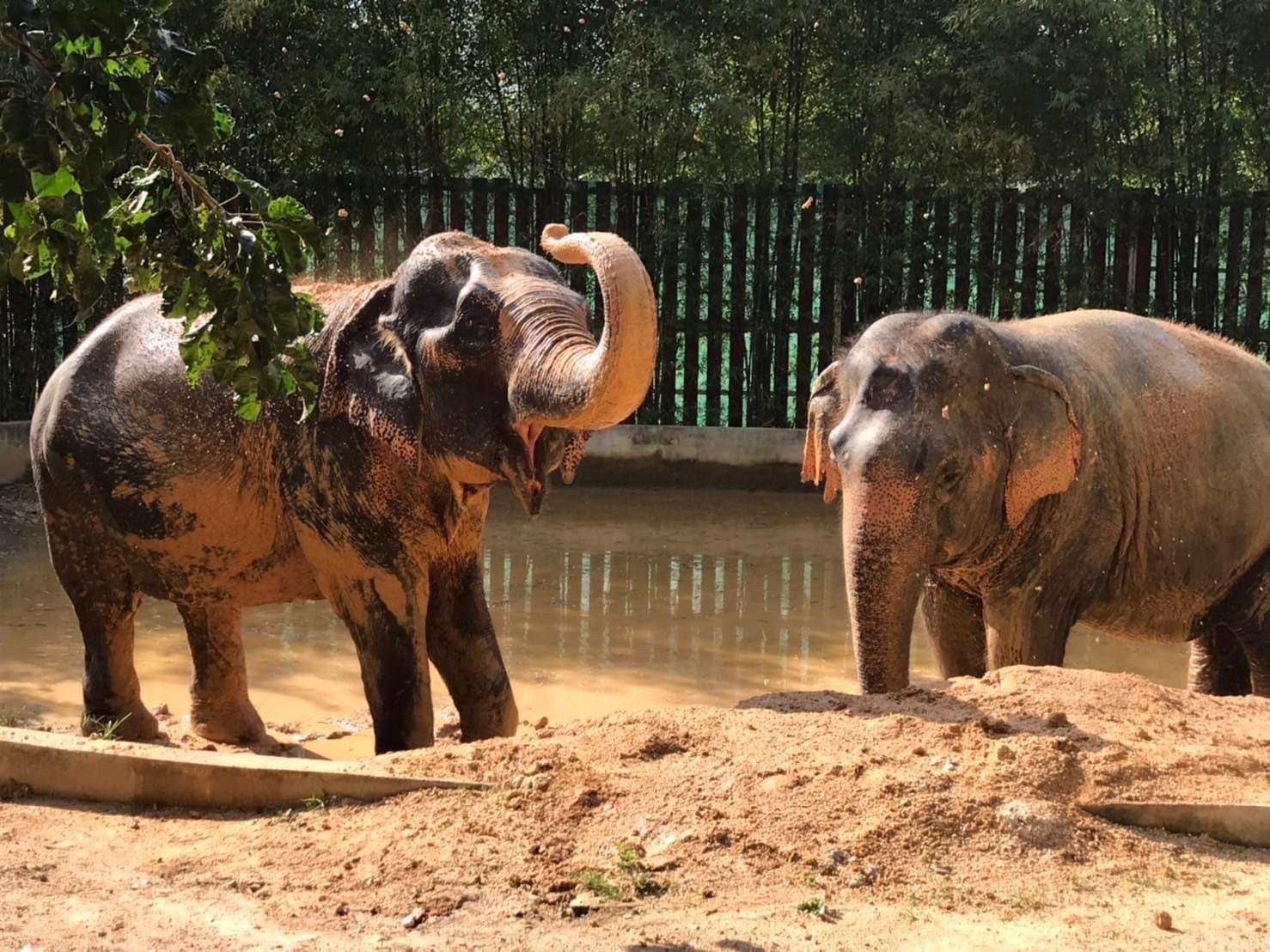 Samui Elephant Home: Ethical Sanctuary Visit & Conservation