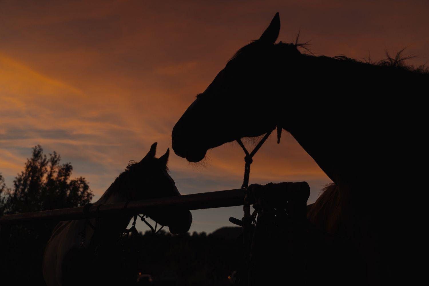 East Zion Sunrise Horseback Ride