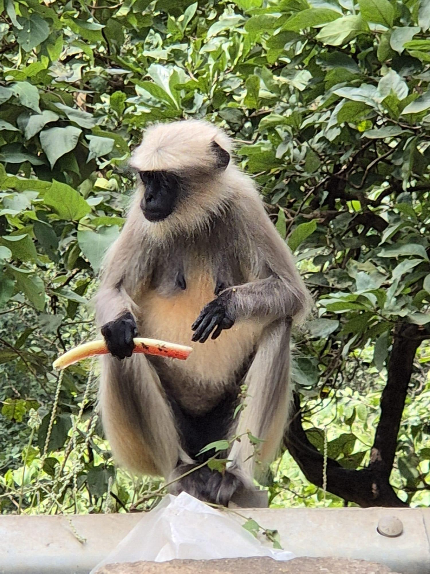 Mumbai Nature & Heritage: Kanheri Caves, Safari & Jain Temple