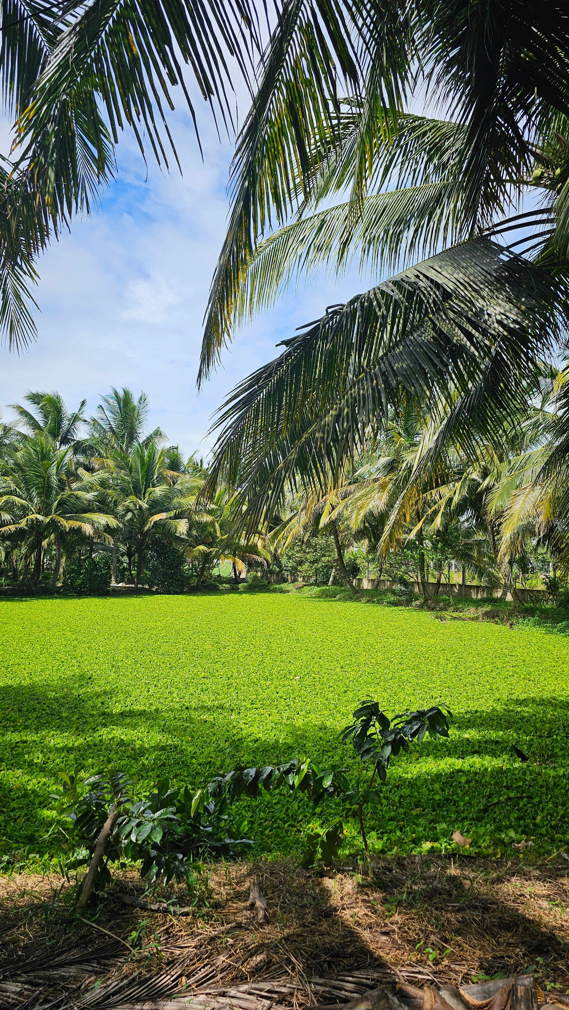 Can Tho: Cai Rang Floating Market & Authentic Mekong Experience