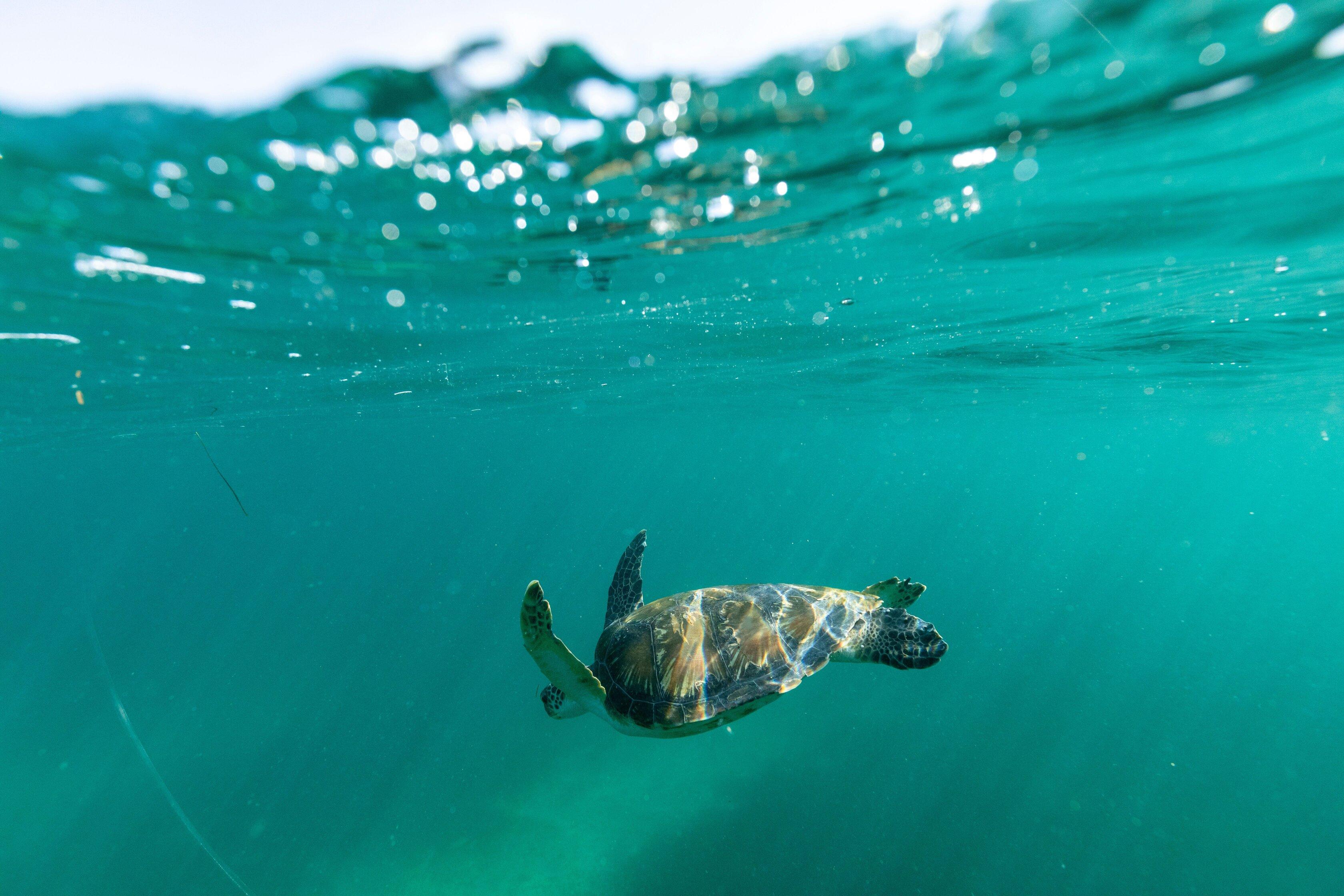 Manly Snorkeling Adventure at Shelly Beach