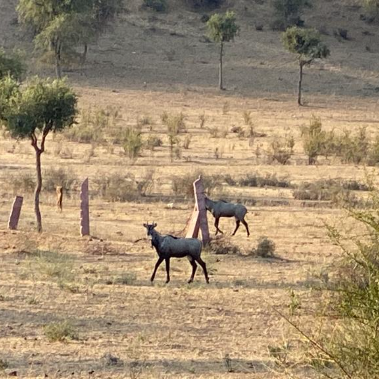Jodhpur Thar Desert Safari & Traditional Cooking Experience