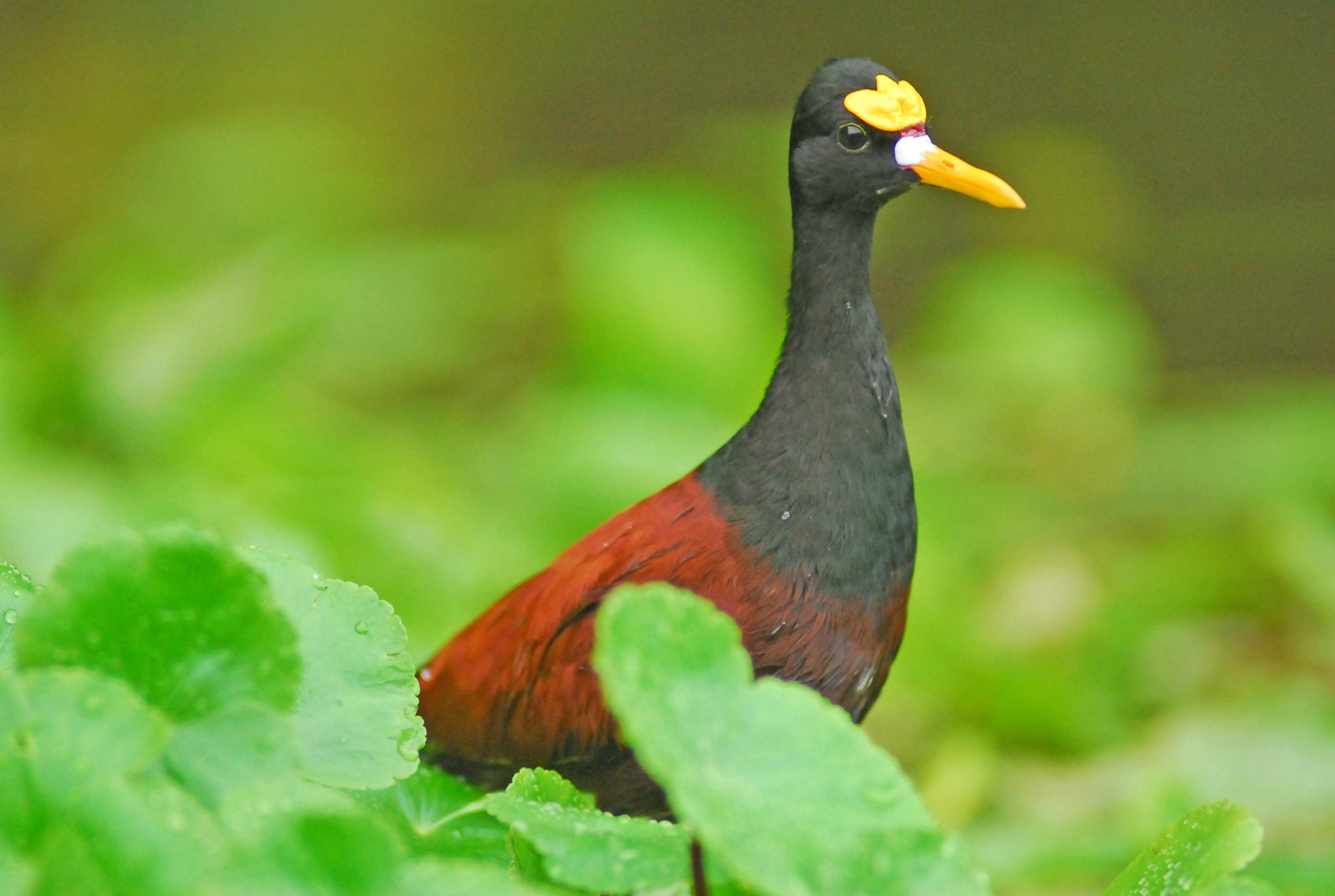 Tortuguero National Park Canoe Wildlife Tour