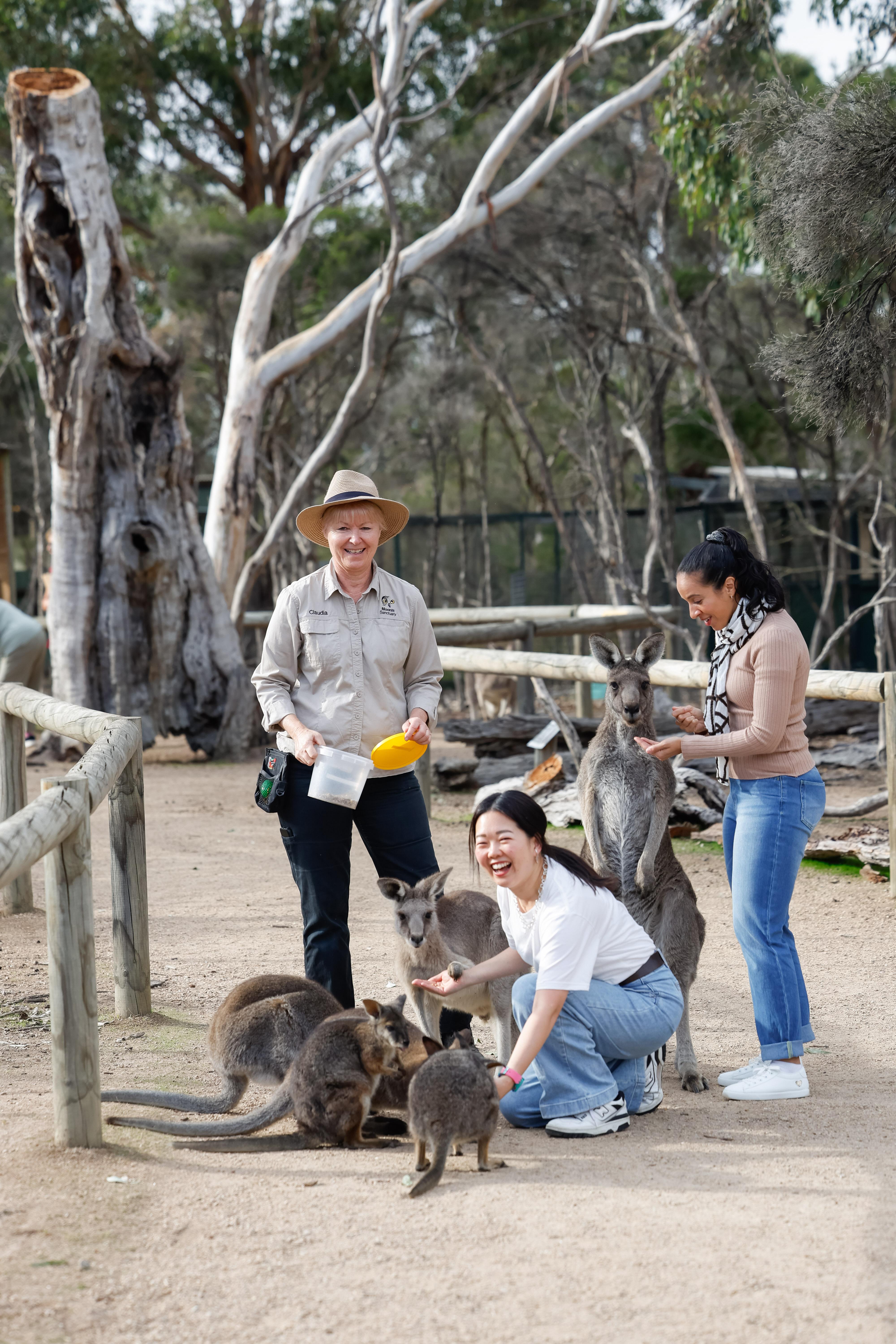 Phillip Island Penguin Parade & Wildlife Day Tour from Melbourne