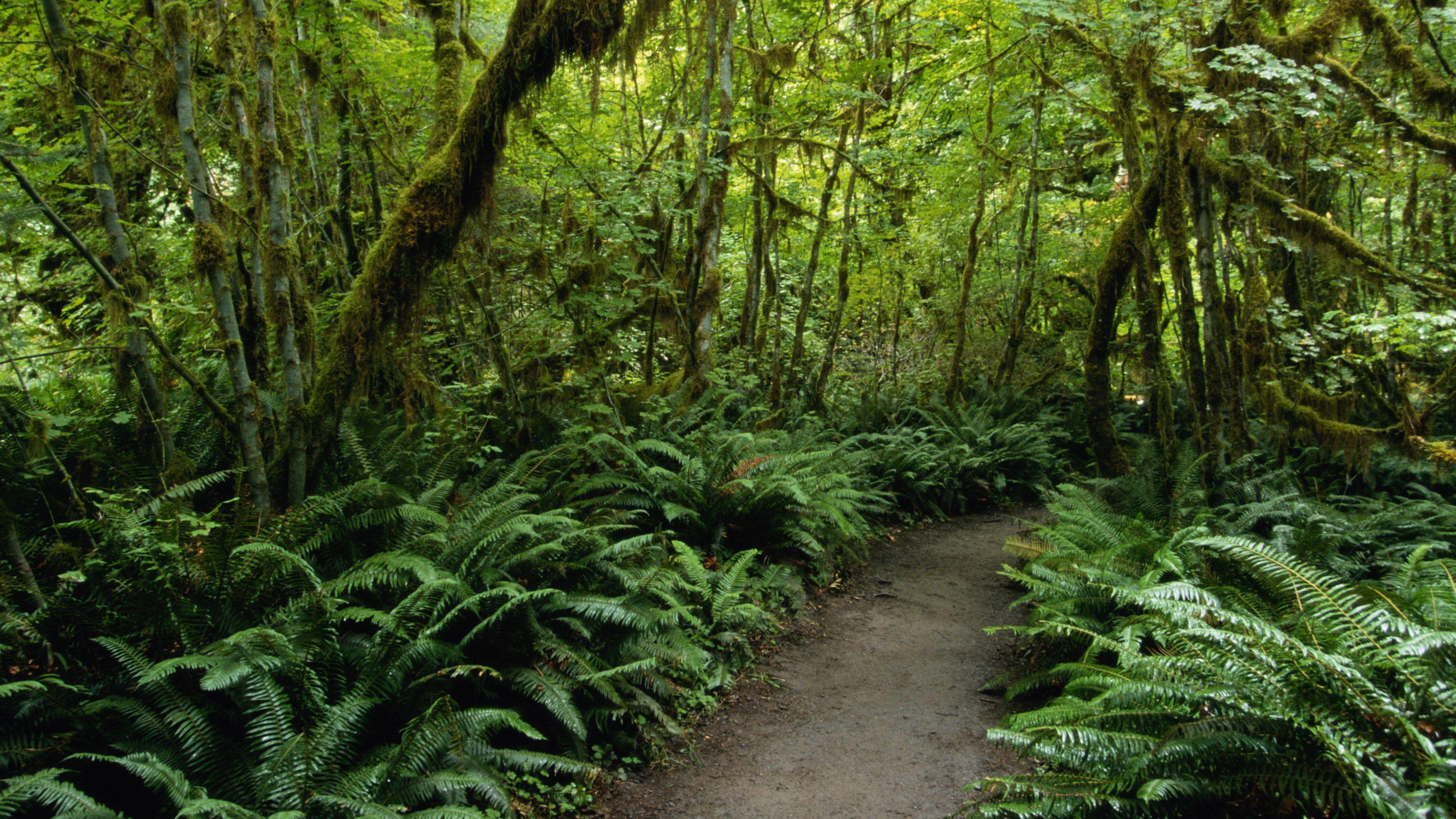 Safi Estate Nature & Volcano Waterfall Trek