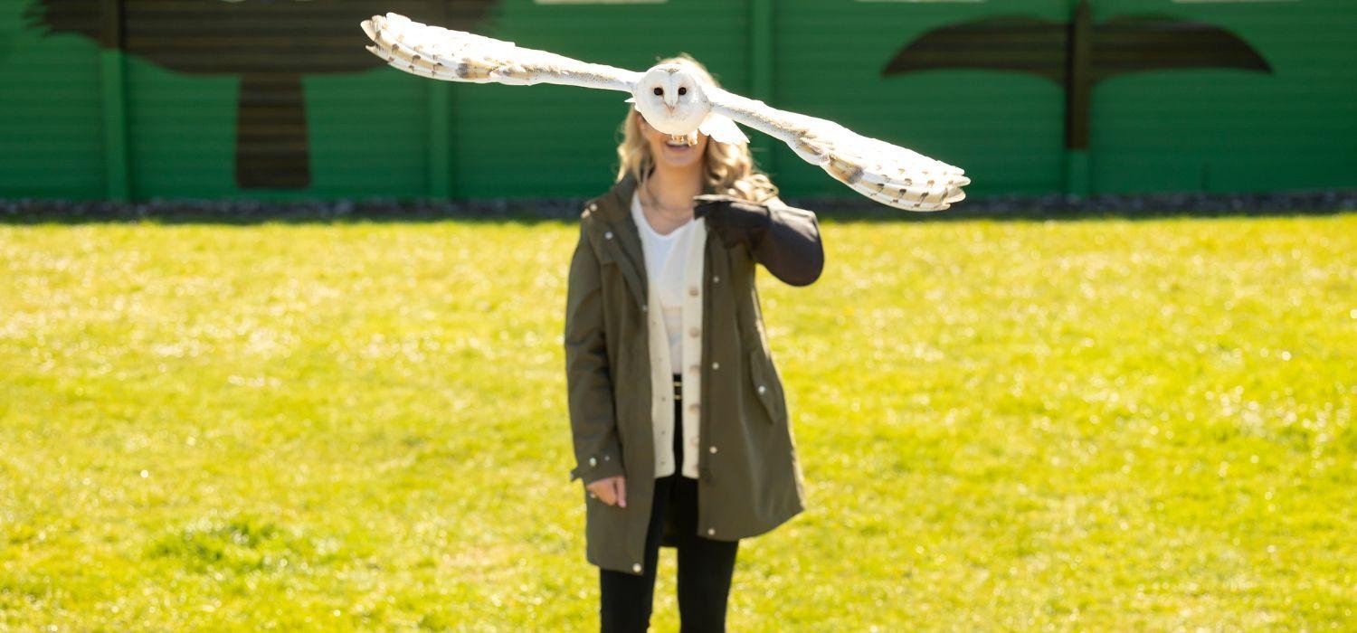 From Dublin: Cliffs of Moher, Bird of Prey & Aillwee Cave