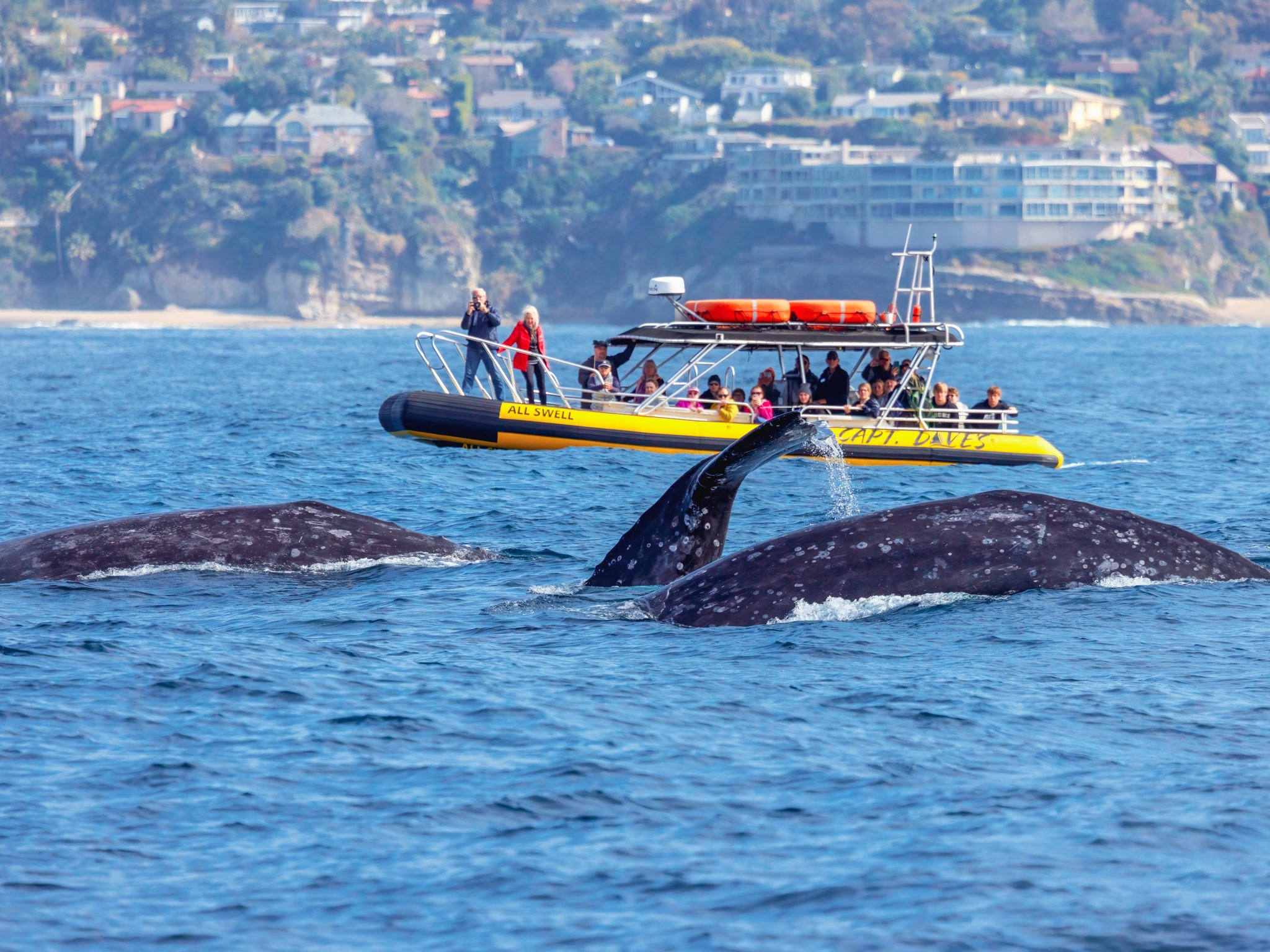 High-Speed Zodiac Whale & Dolphin Safari in Dana Point