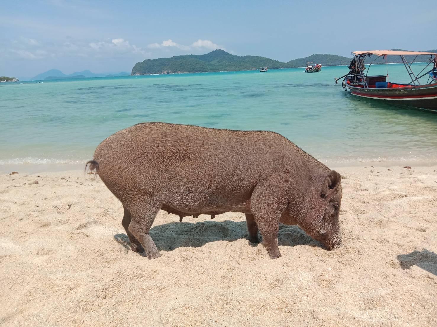 Koh Samui: Pig Island & Koh Tan Snorkeling Adventure