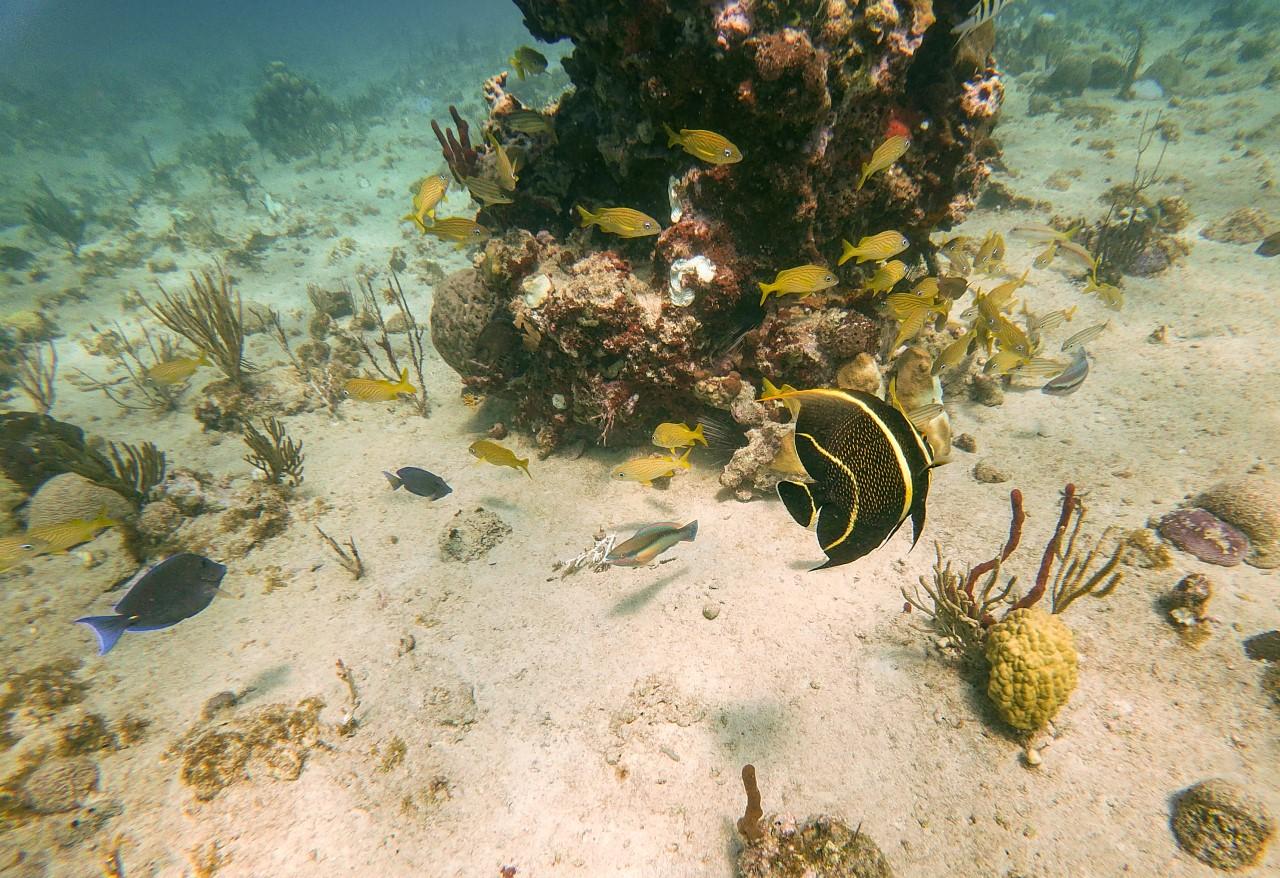 Catalina Island Snorkeling Adventure from Punta Cana