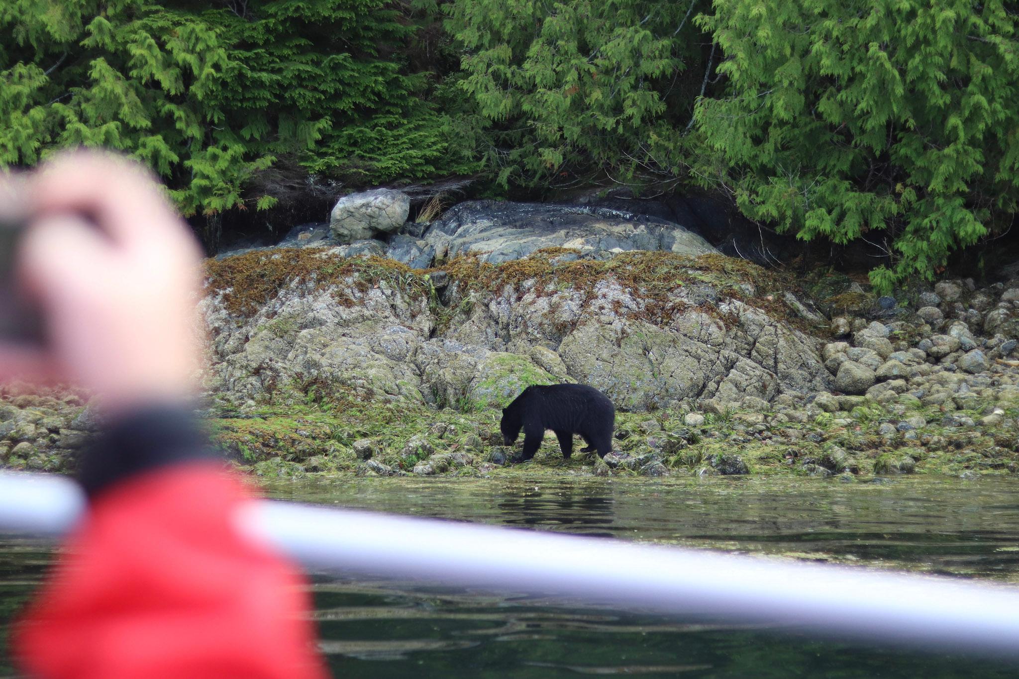 Tofino bear watching boat tour — coastal black bears and Clayoquot Sound wildlife — image 6
