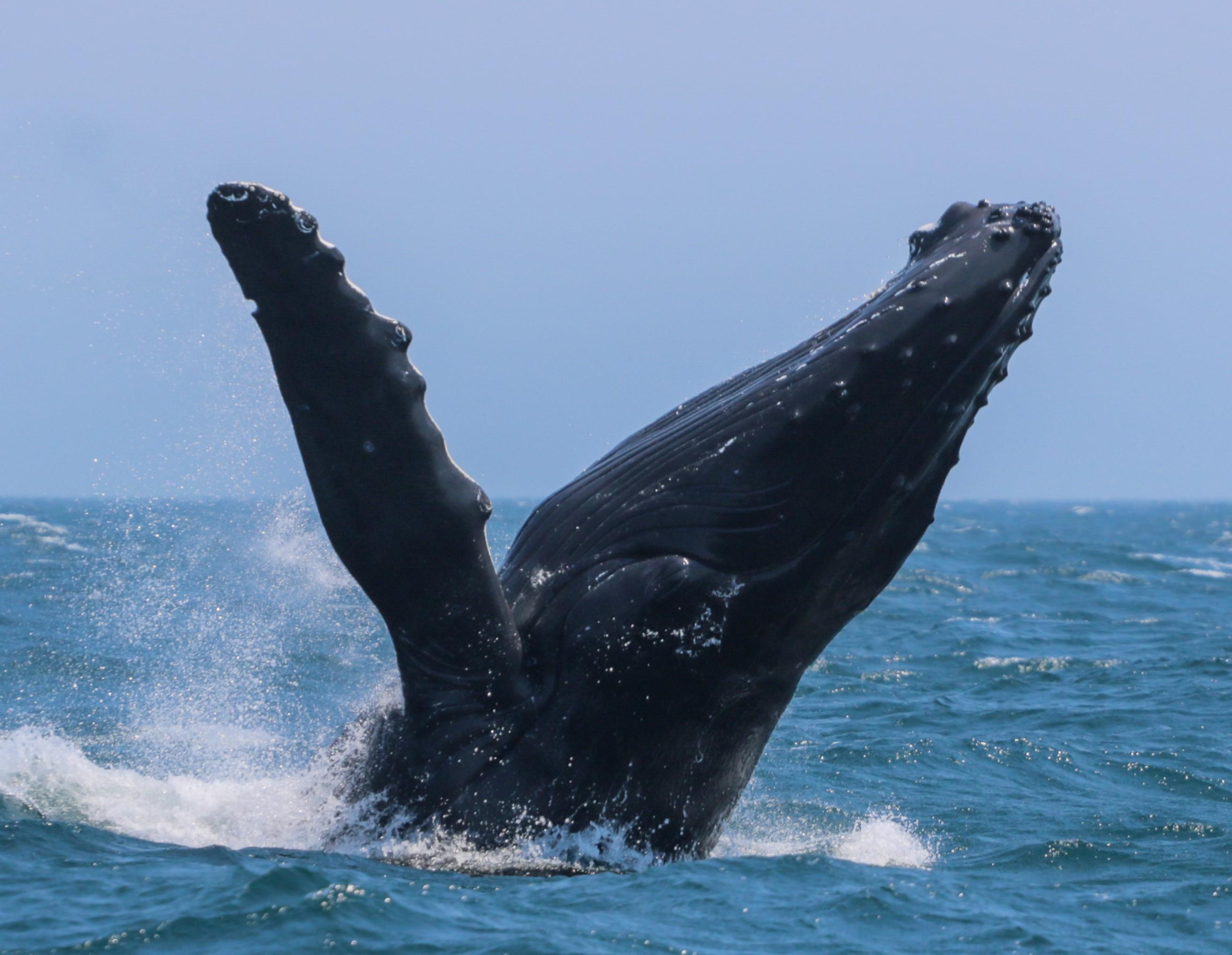 Gulf Islands whale watching from Victoria — orcas and wildlife in the Salish Sea — image 2