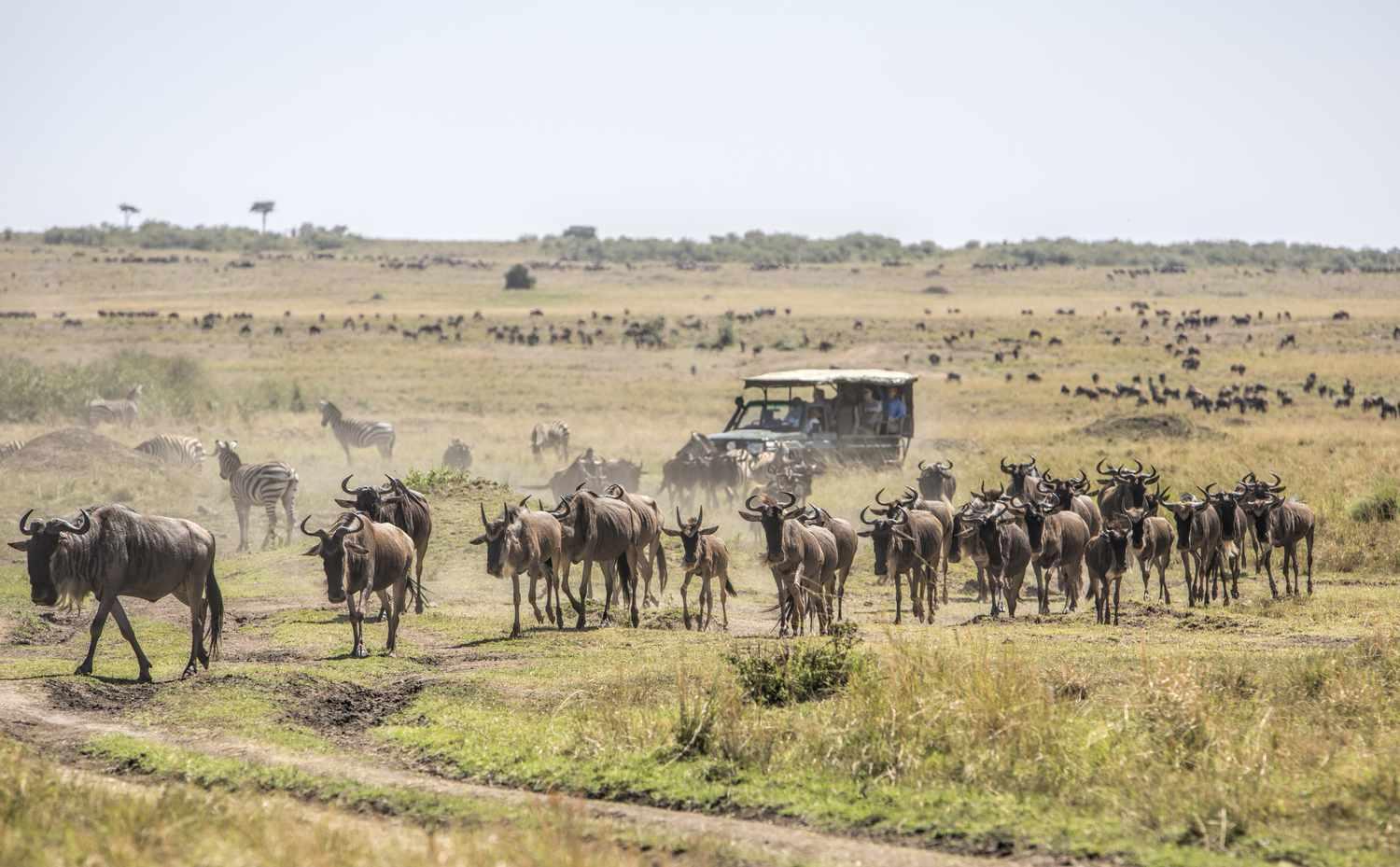 Maasai Mara Day Safari from Nairobi