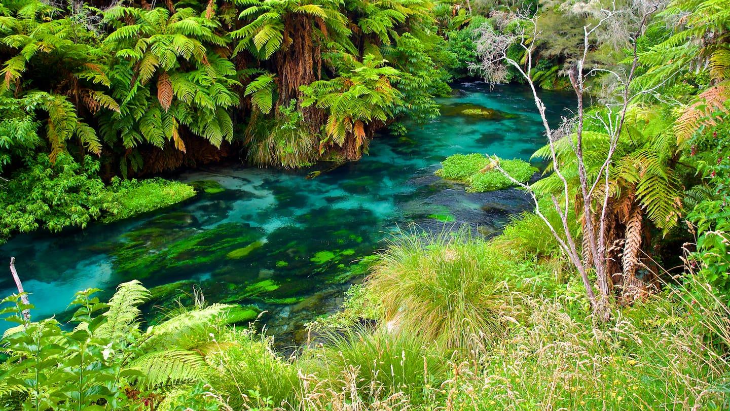 Blue Springs & Waikato Countryside Half-Day Tour