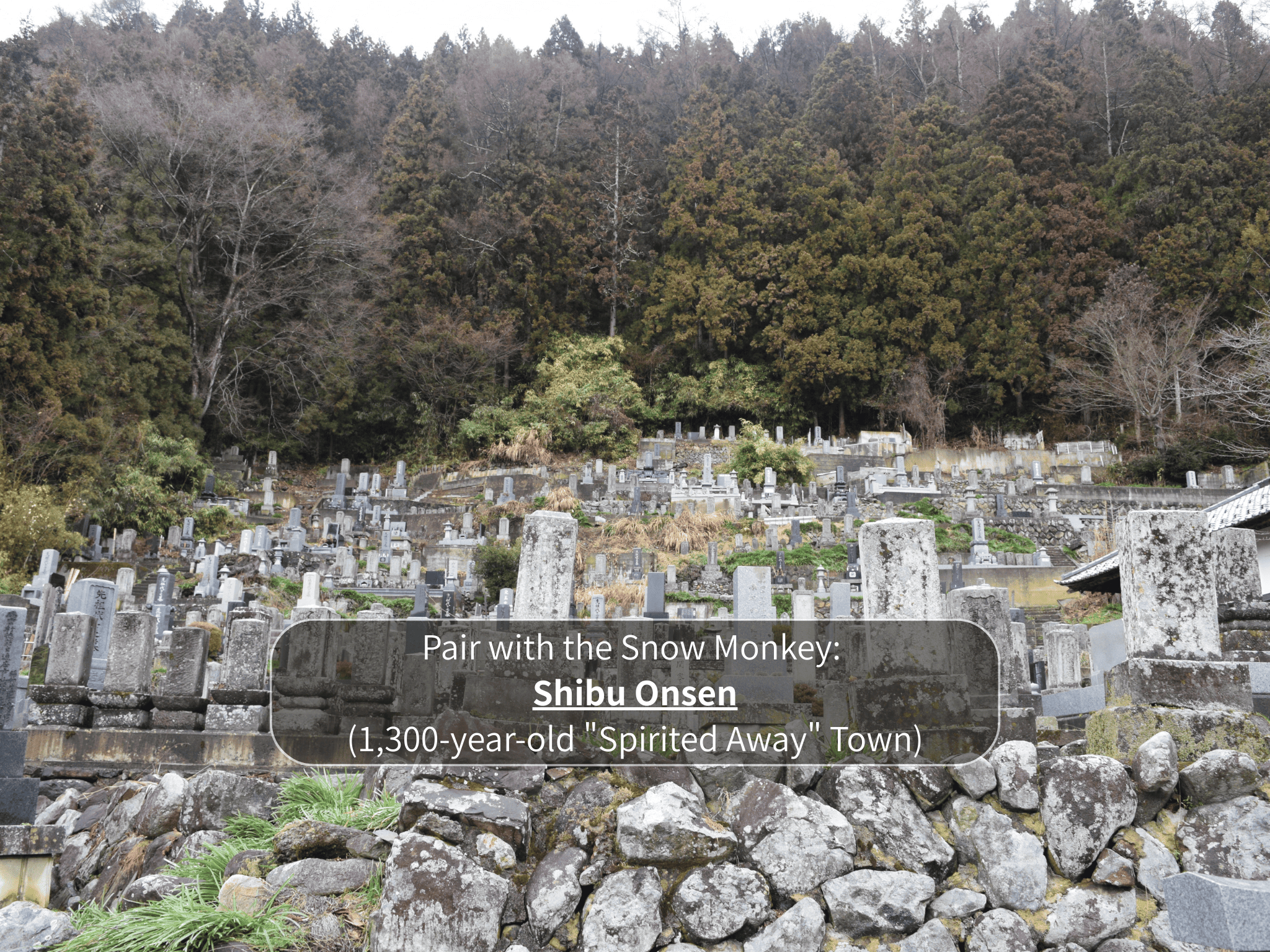 Nagano Snow Monkeys & Hidden Gems Private Day Tour
