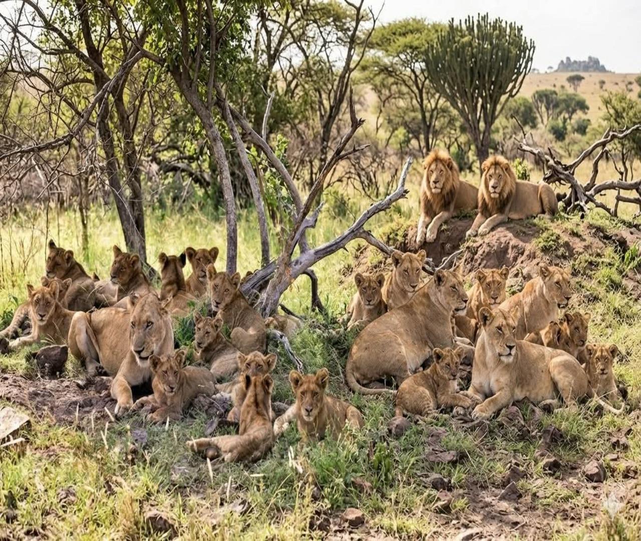 3-Day Mikumi National Park Safari from Zanzibar by Ferry