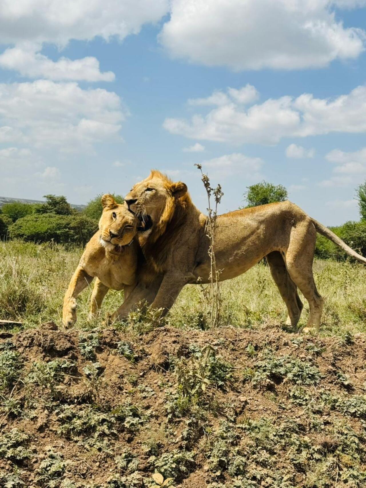 Nairobi National Park 5-Hour 4x4 Wildlife Safari