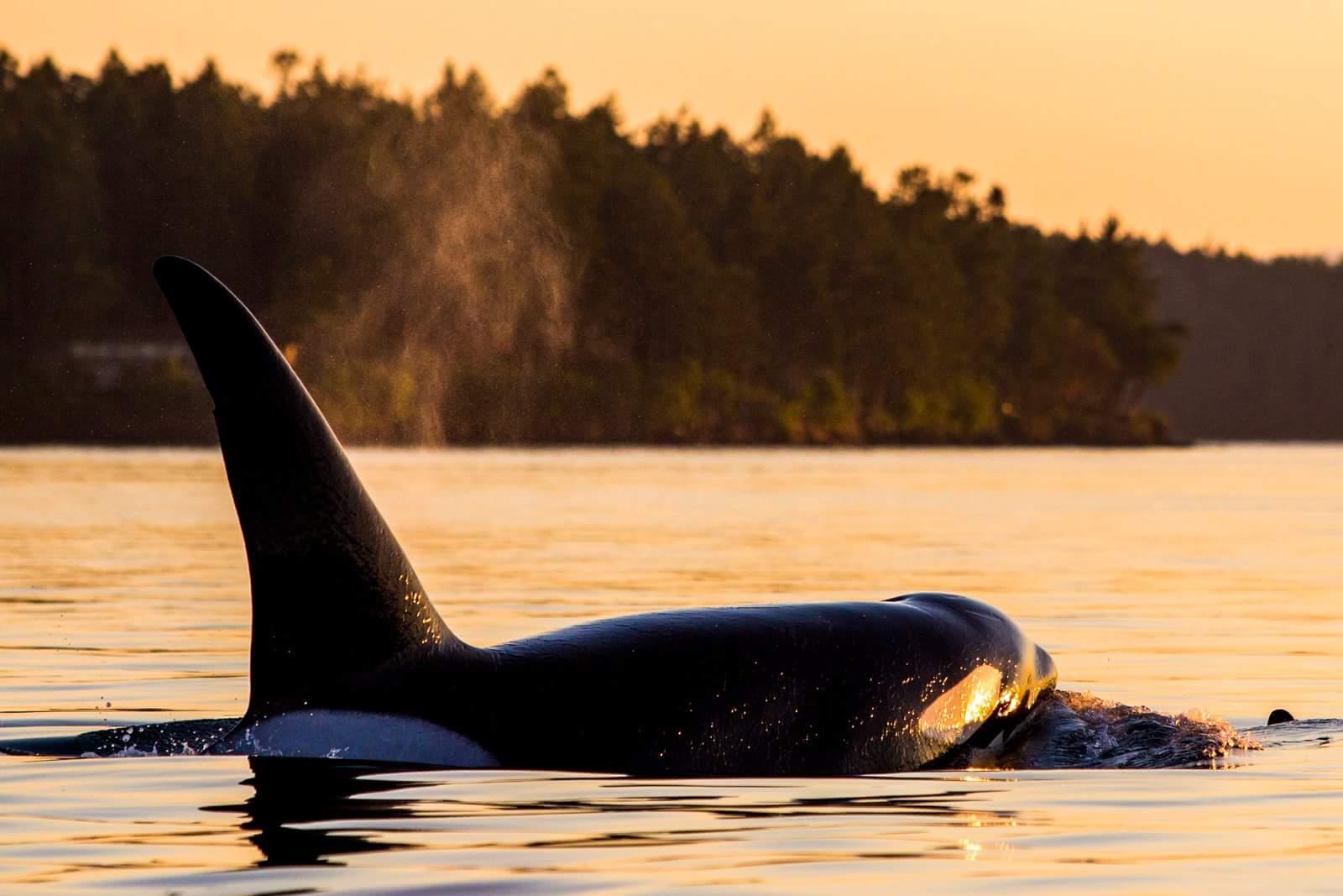Salish Sea Whale Watching & Wildlife Marine Eco-Tour