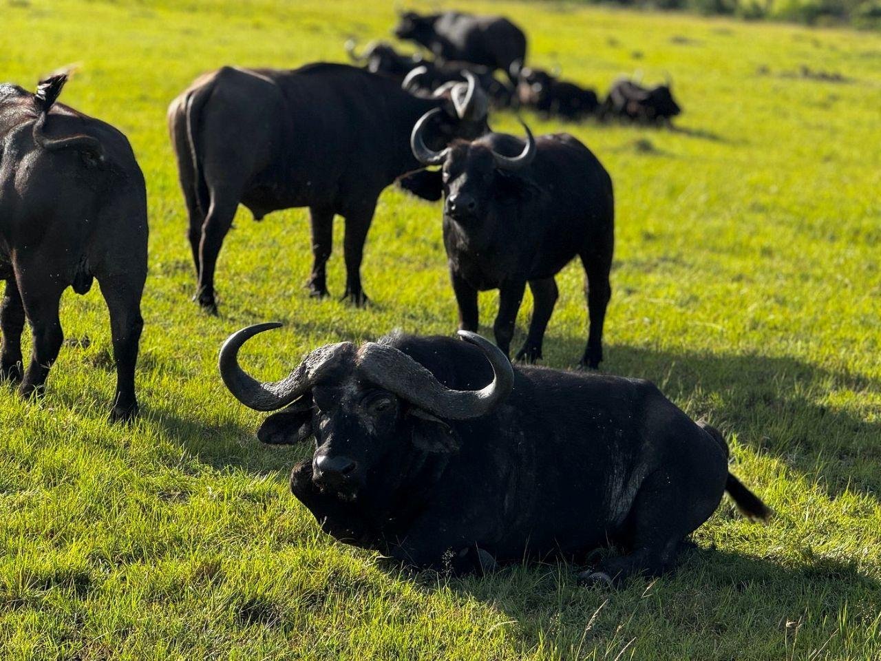 3-Day Maasai Mara Shared Jeep Safari from Nairobi
