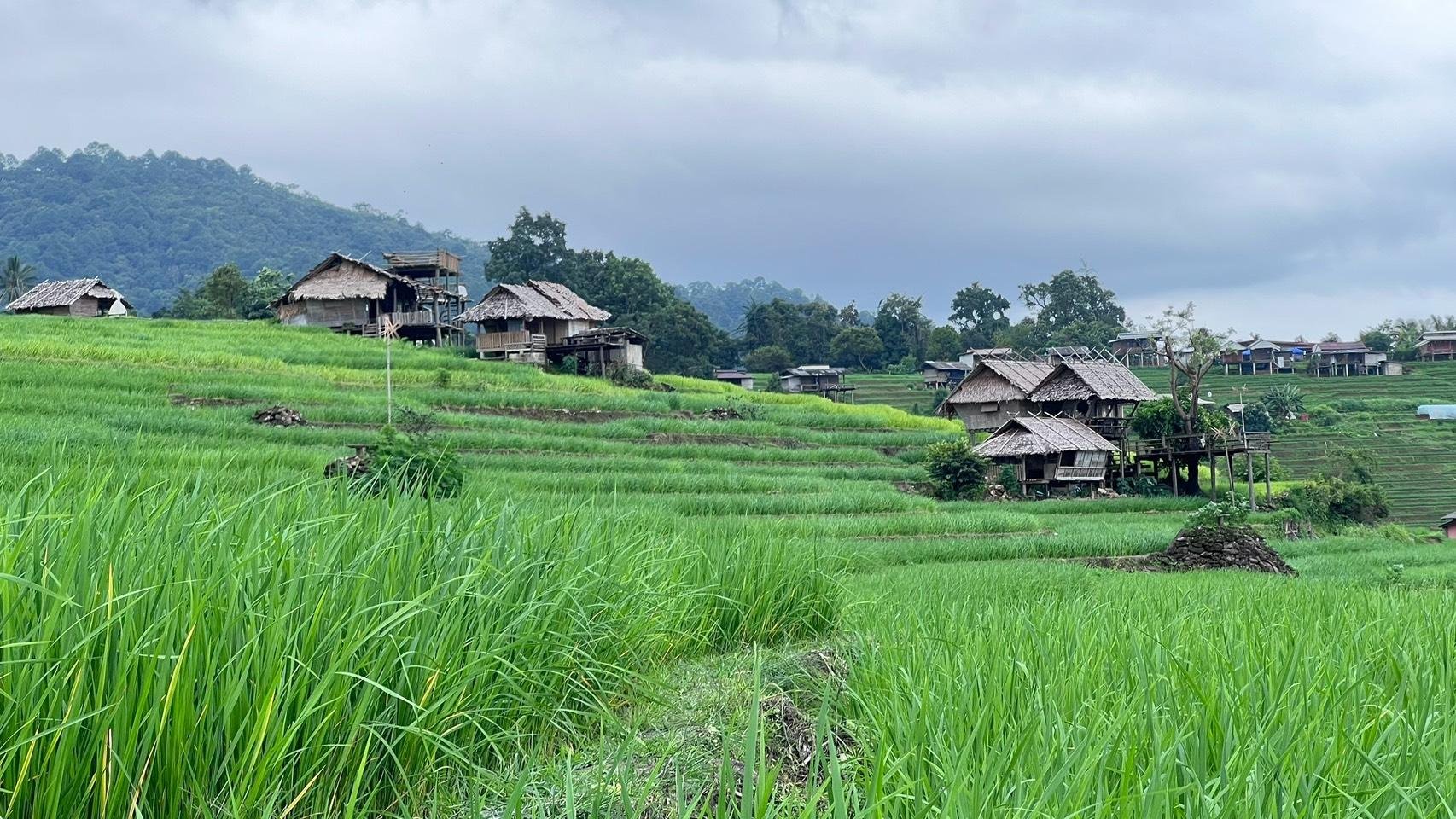 Doi Inthanon & Pa Bong Piang Terraces Full-Day Tour