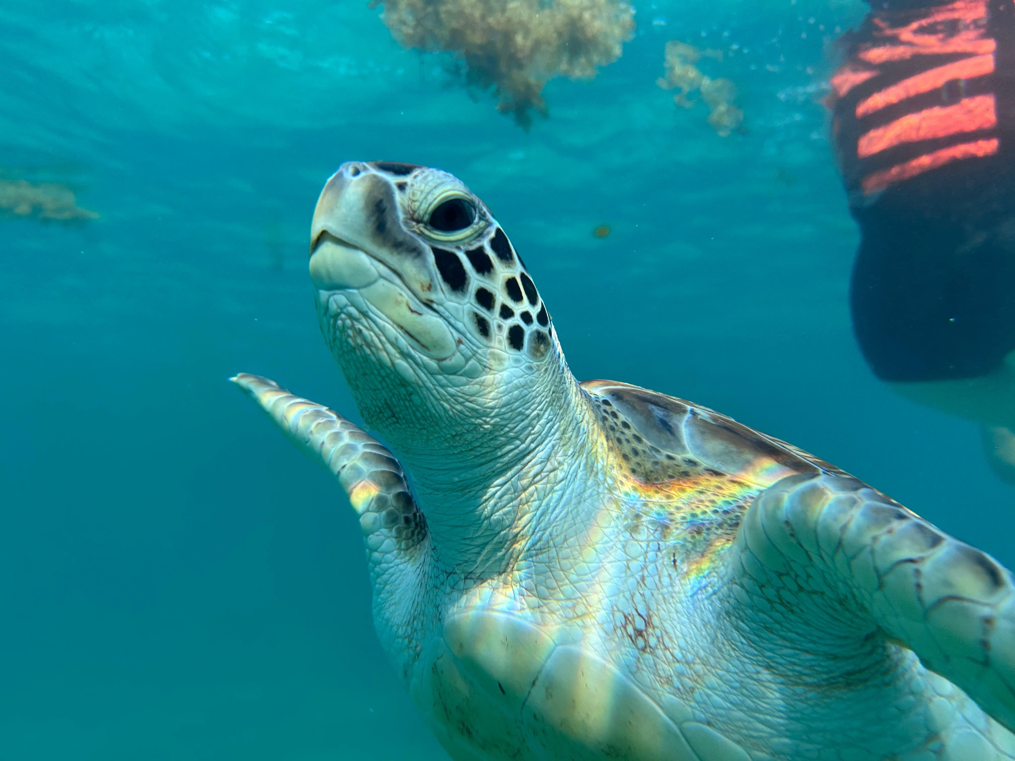 Tulum Two-Stop Reef Snorkel Tour