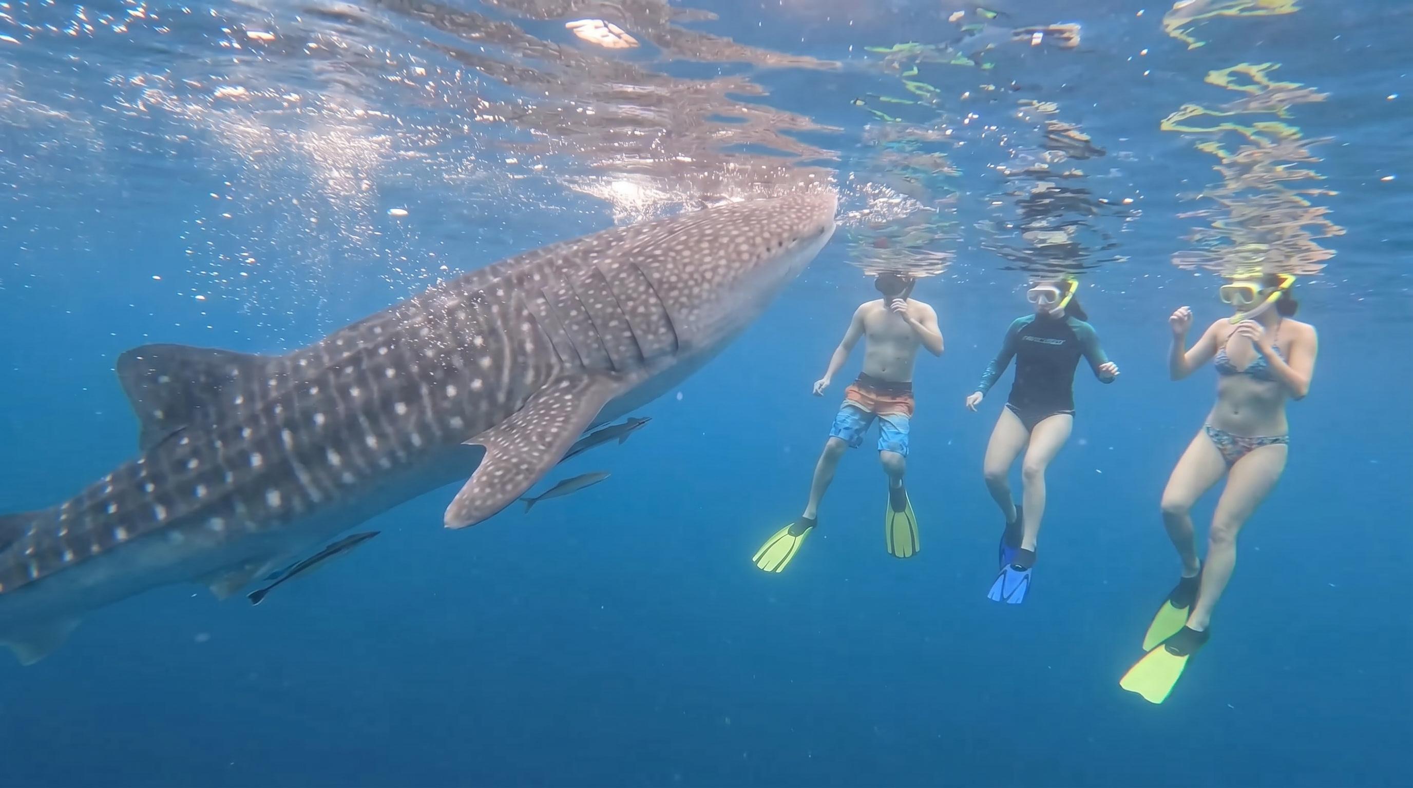 Boracay Whale Shark Encounter with Optional River Tubing