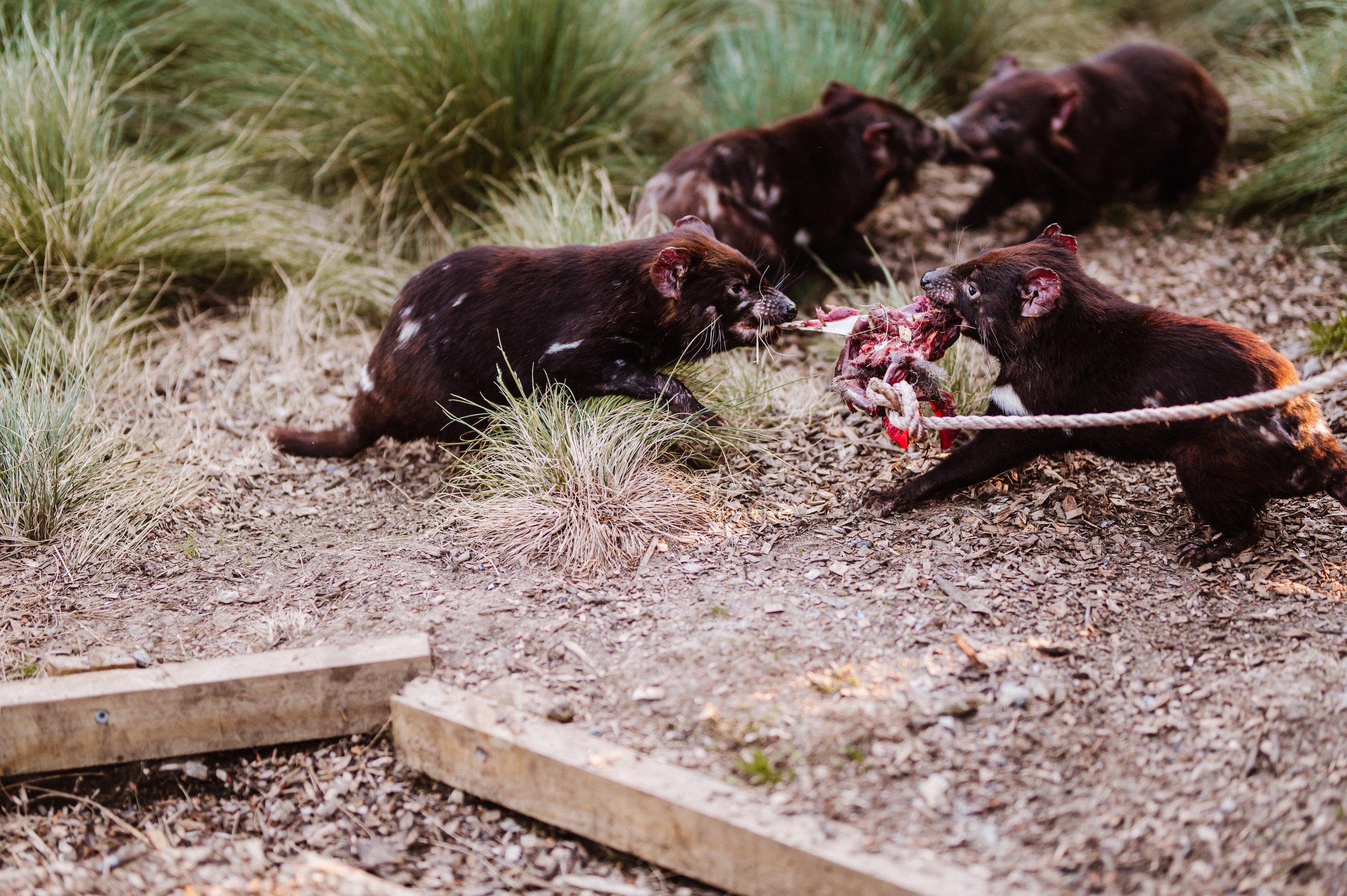 Evening Tasmanian Devil Feeding Experience at Cradle Mountain