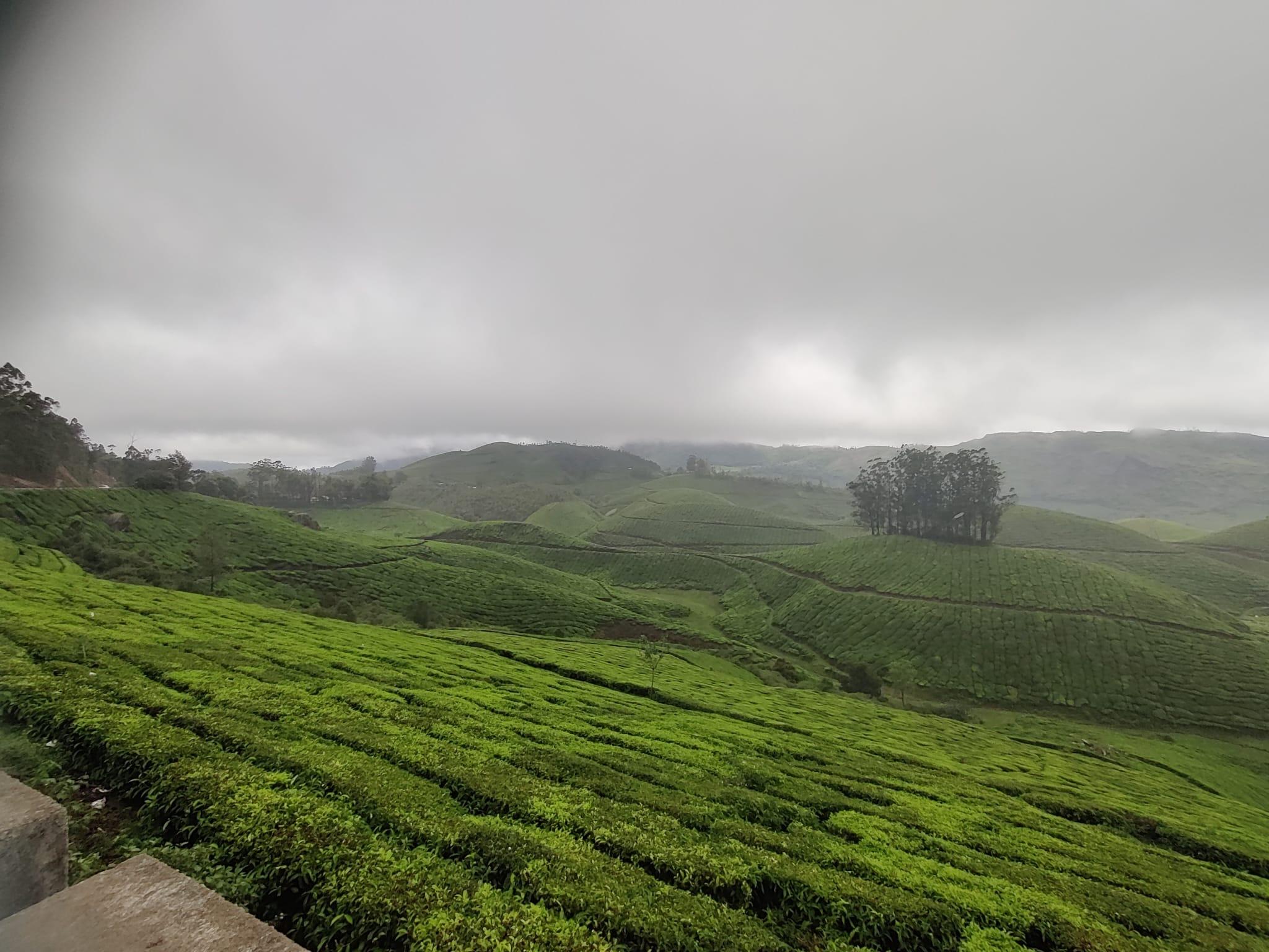 5-Day Kerala Escape: Munnar Hills, Thekkady Wildlife & Alleppey Houseboat