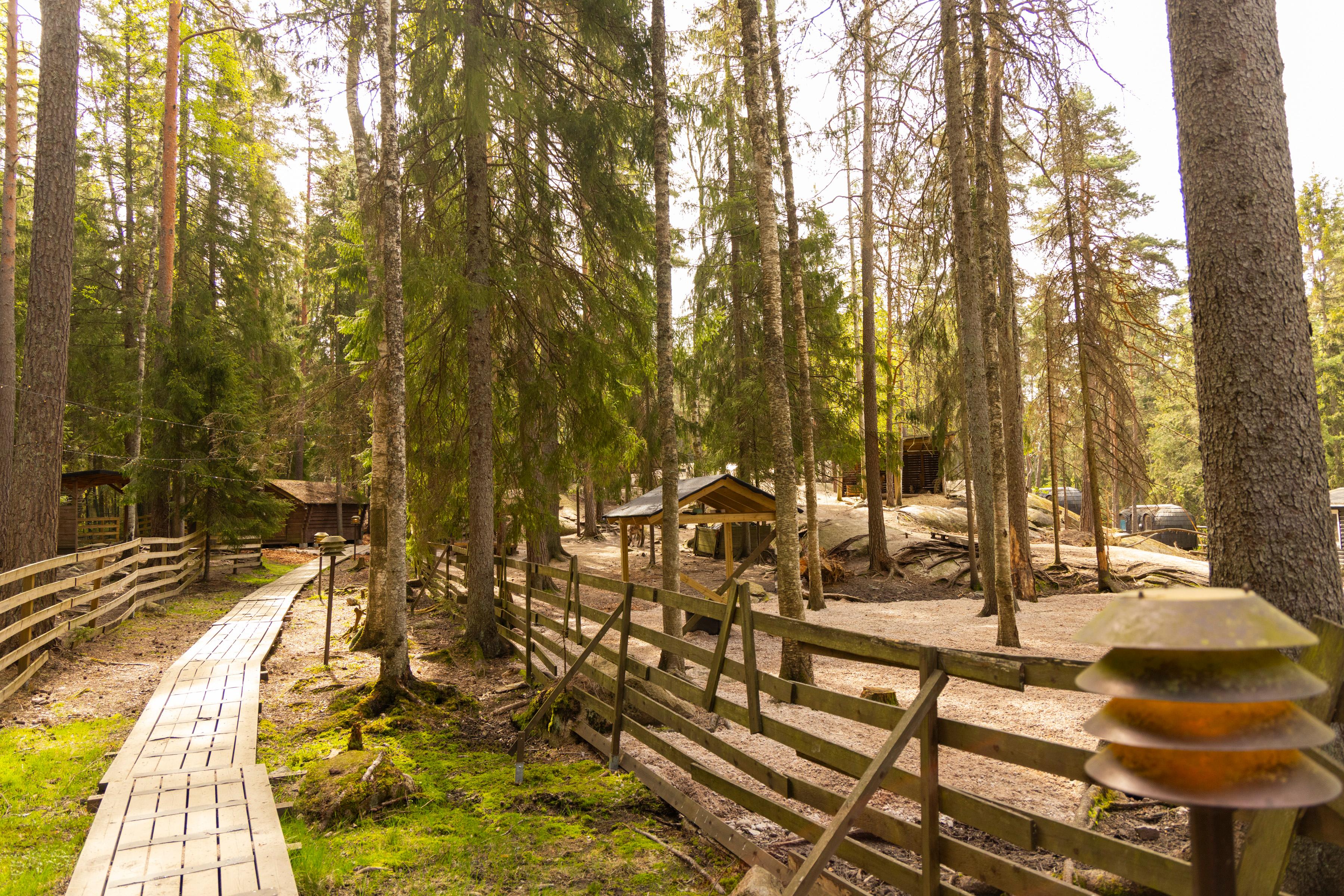 Helsinki & Nuuksio: City, Reindeer Encounter & Buggy Adventure