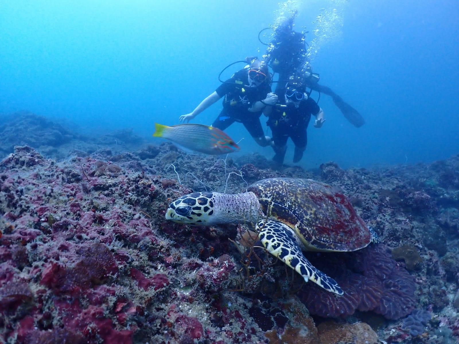 Phi Phi PADI Discover Scuba: 2-Dive Beginner Experience