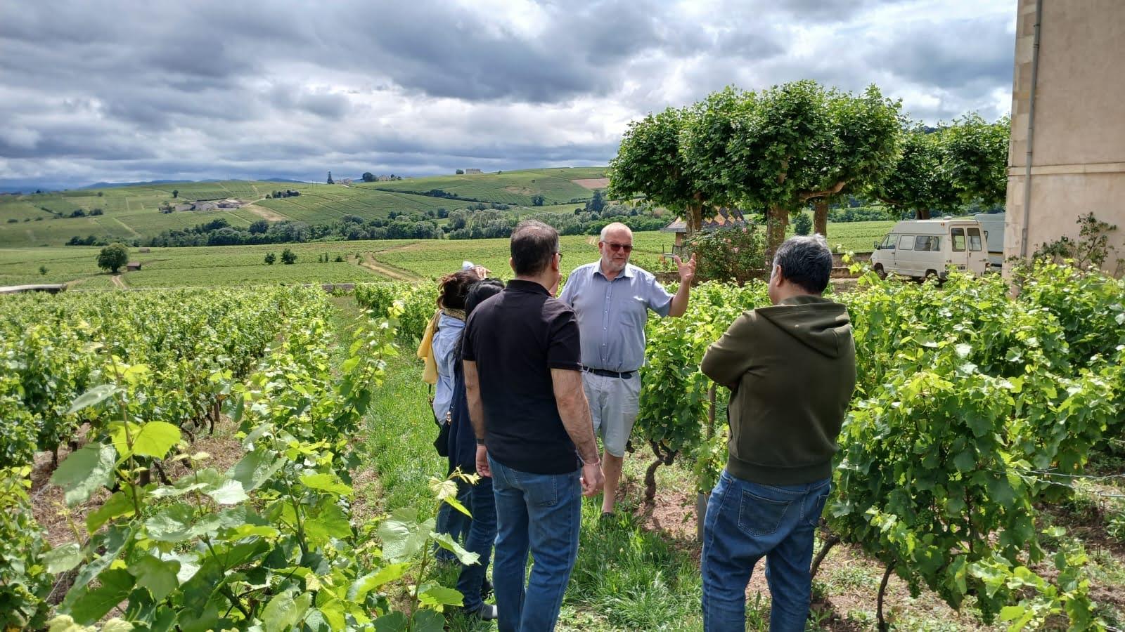 Beaujolais Wine Region Half-Day Excursion from Lyon