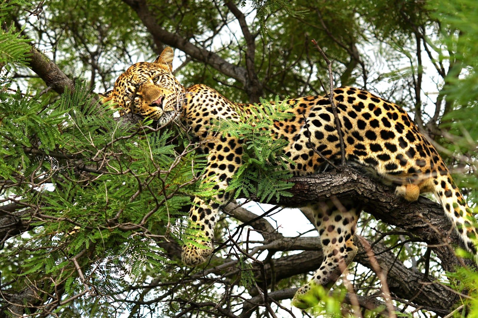 Hwange National Park Full-Day Safari from Victoria Falls