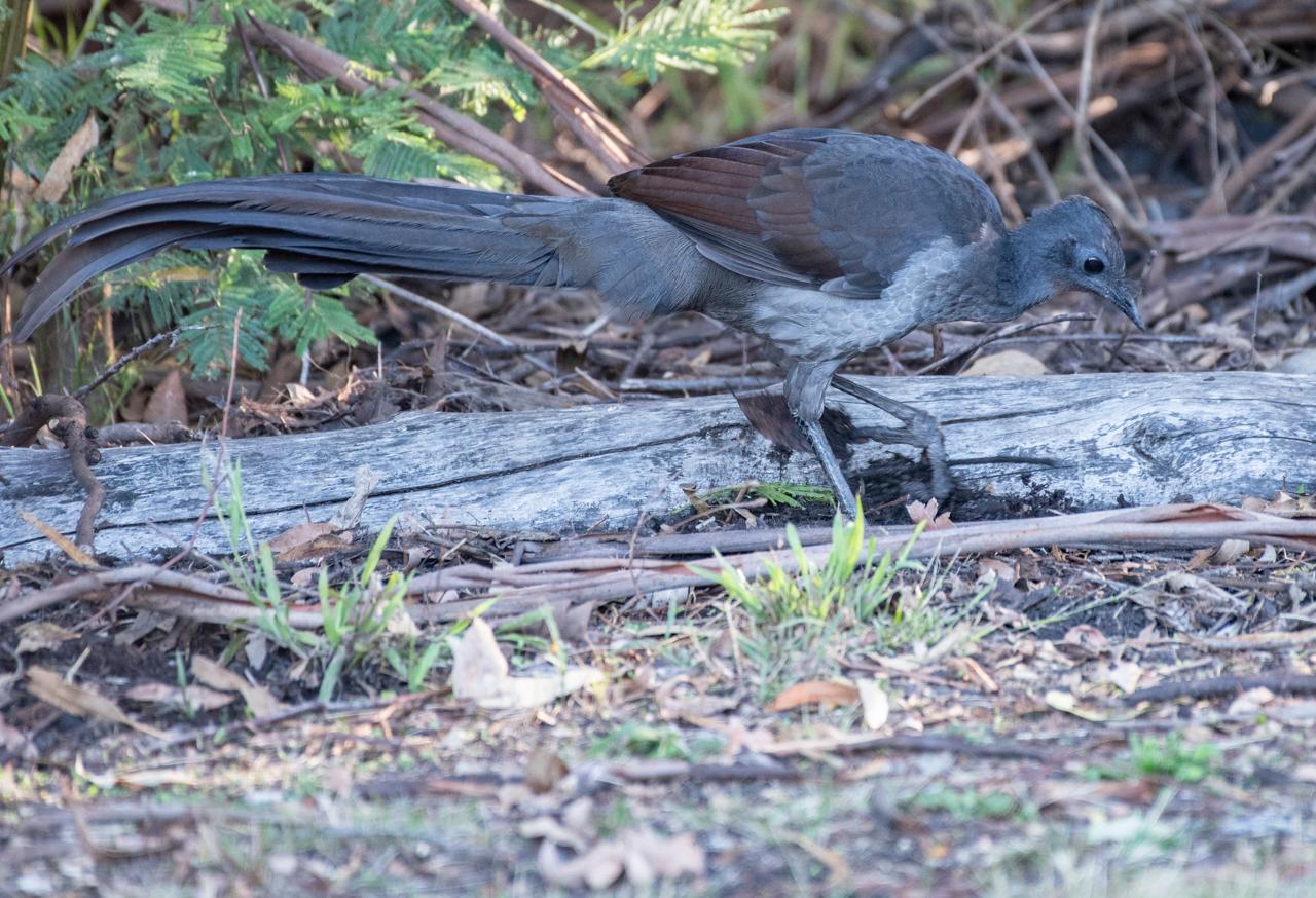 Mallacoota Wildlife & Wilderness Discovery