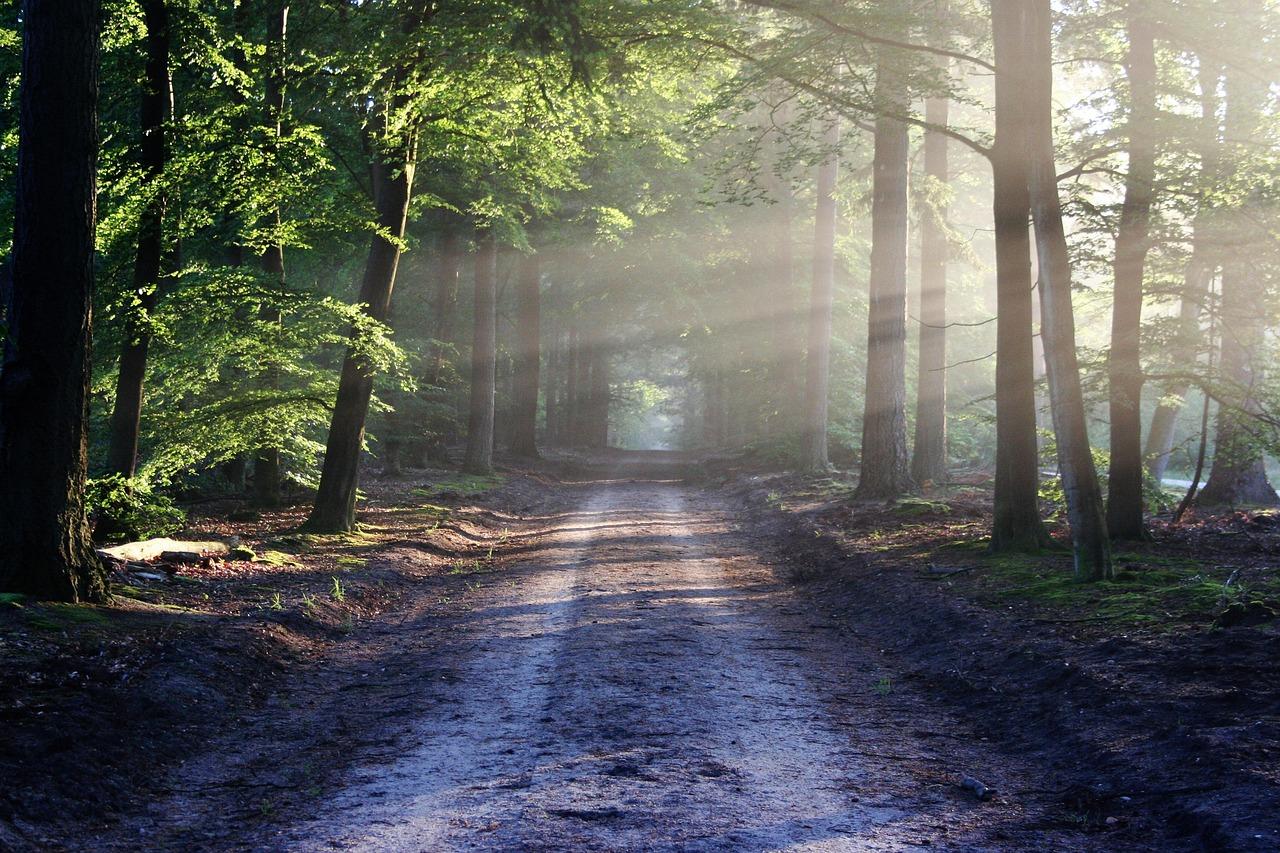 Karura Forest: Immersive Nature & History Walking Tour