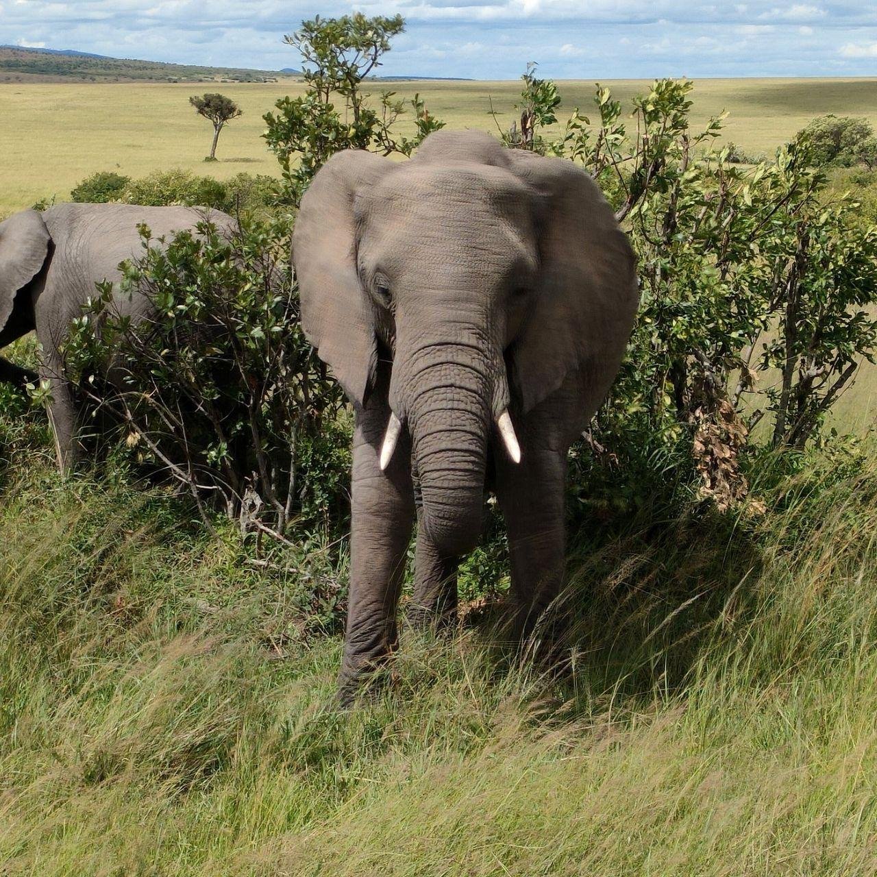 3-Day Maasai Mara Shared Jeep Safari from Nairobi
