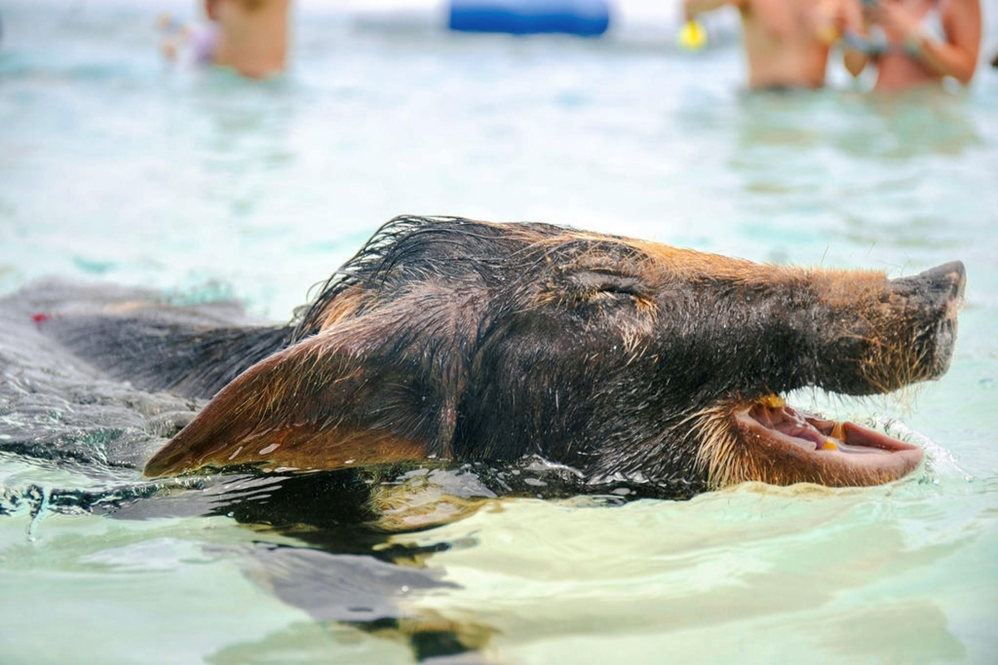 Rose Island Swimming Pigs Express from Nassau