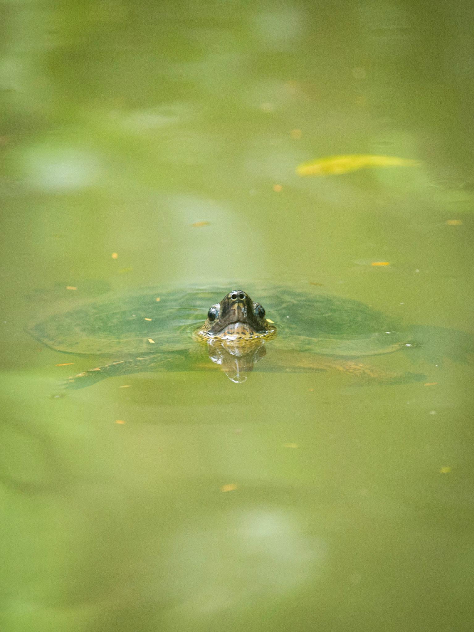 Punta Uva Wildlife Kayaking & Jungle Trail Tour