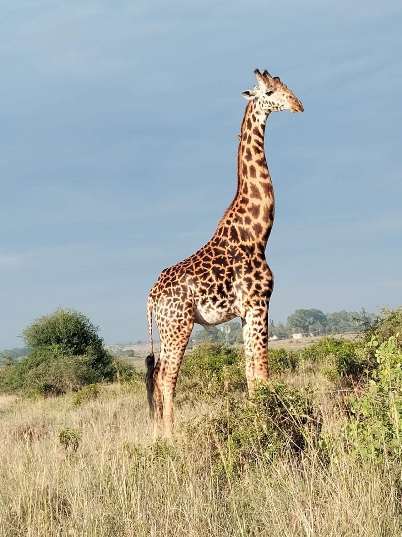 Nairobi Safari: National Park, Elephant Orphanage & Giraffe Center