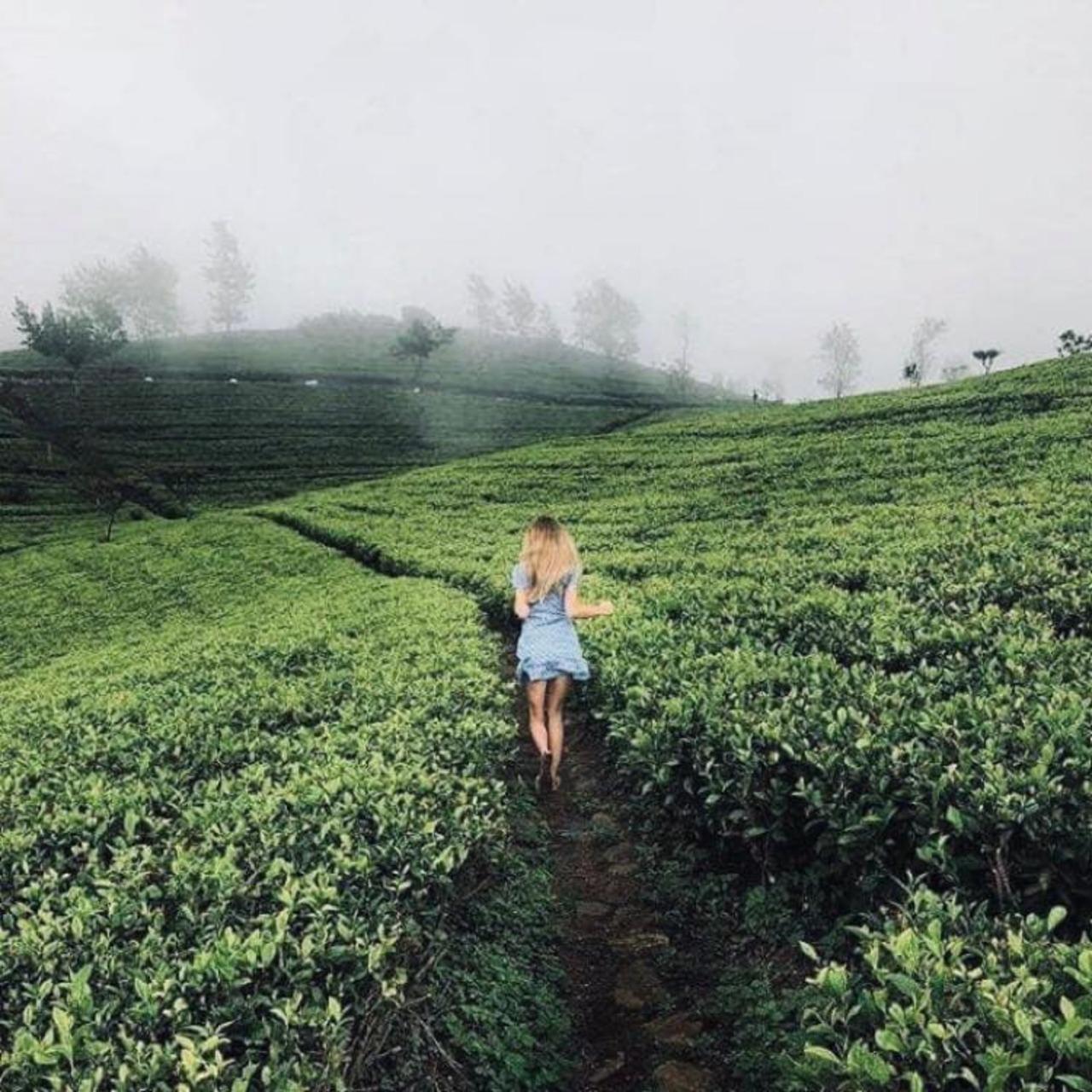 Kandy to Ella Private Scenic Transfer with Train Experience