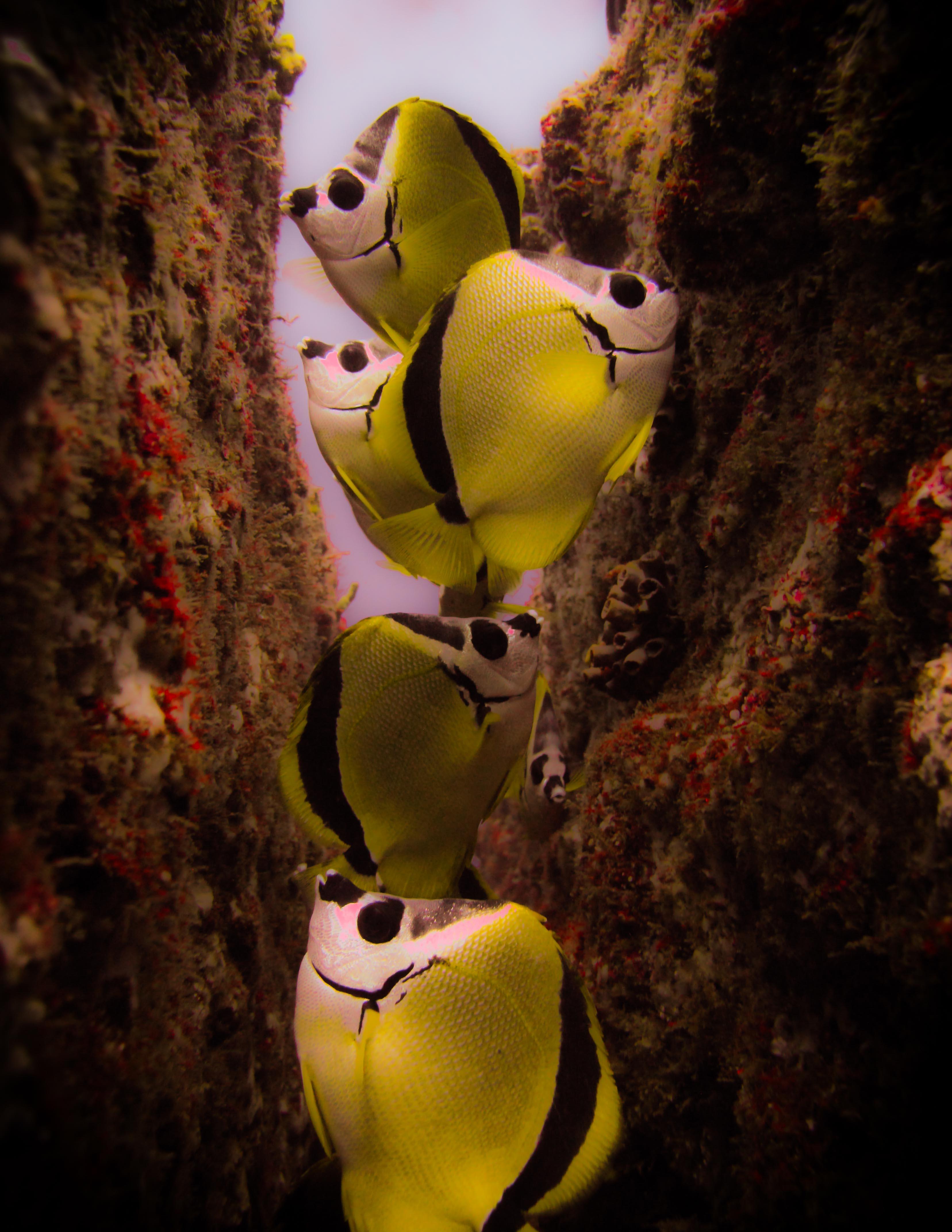 Cabo San Lucas Marine Park: Two-Tank Scuba Diving Adventure