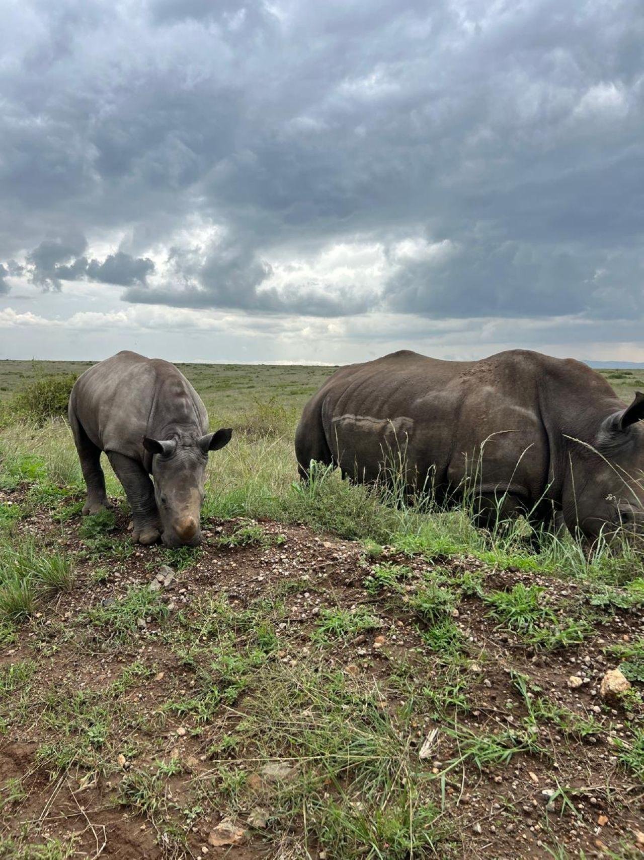 Nairobi Safari: National Park, Elephant Orphanage & Giraffe Center